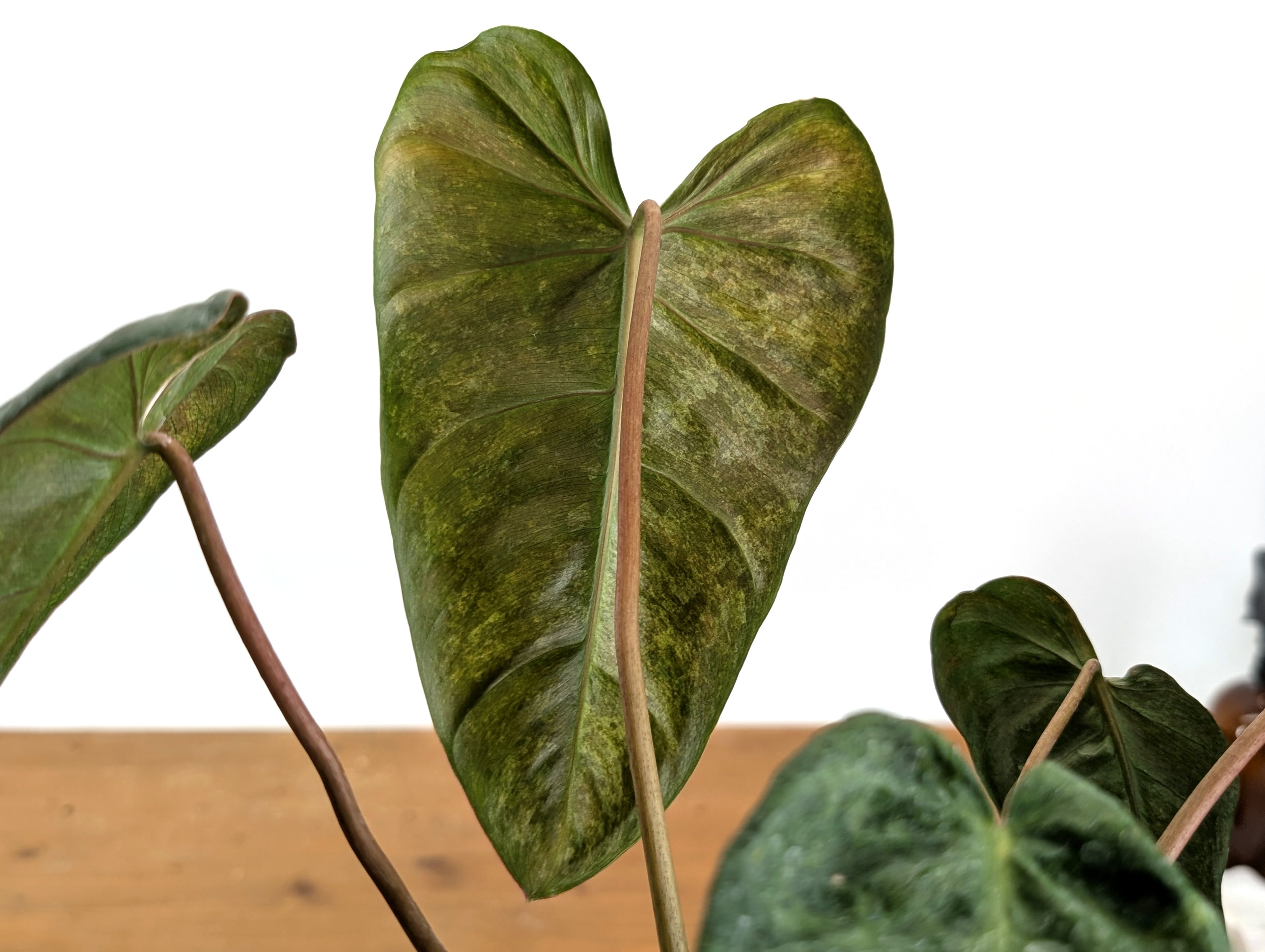 High Variegated Philodendron Billietiae x Gloriosum - Exact Plant in