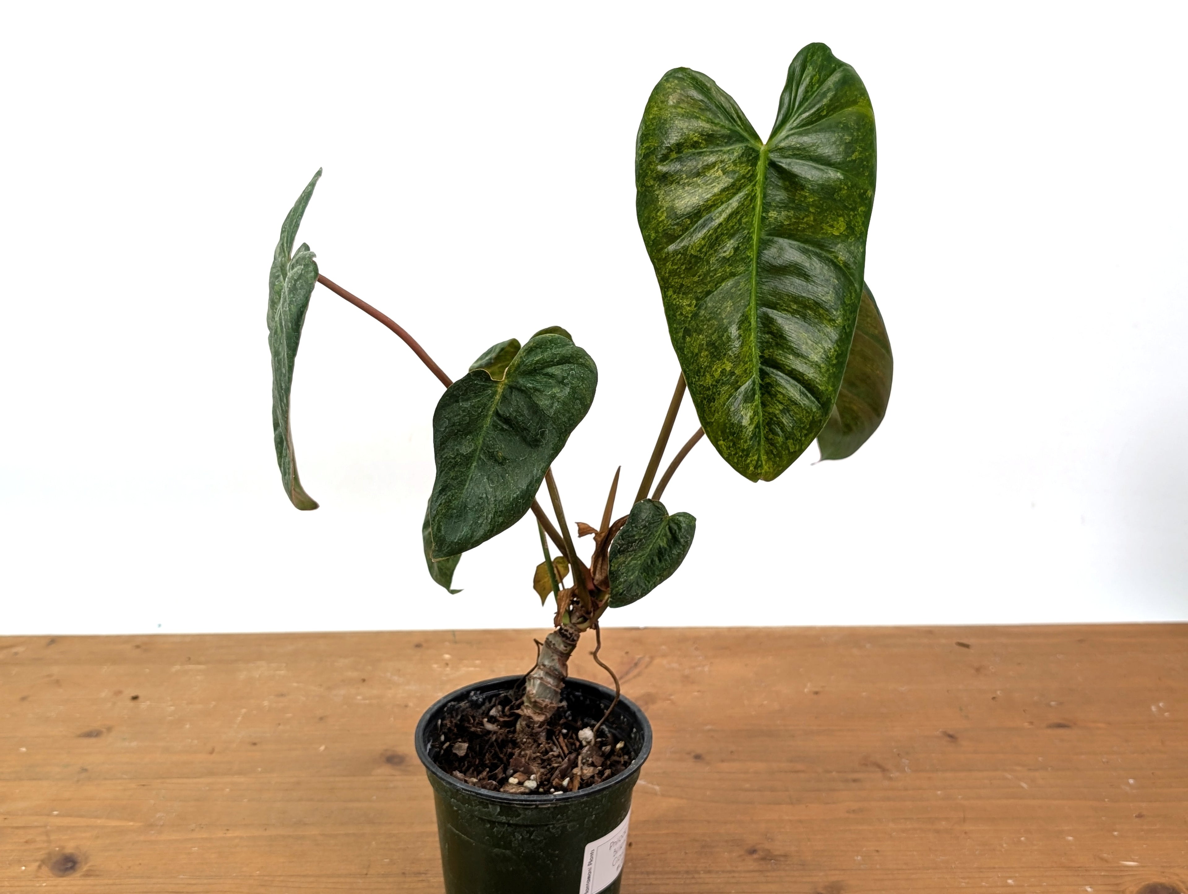 High Variegated Philodendron Billietiae x Gloriosum - Exact Plant in