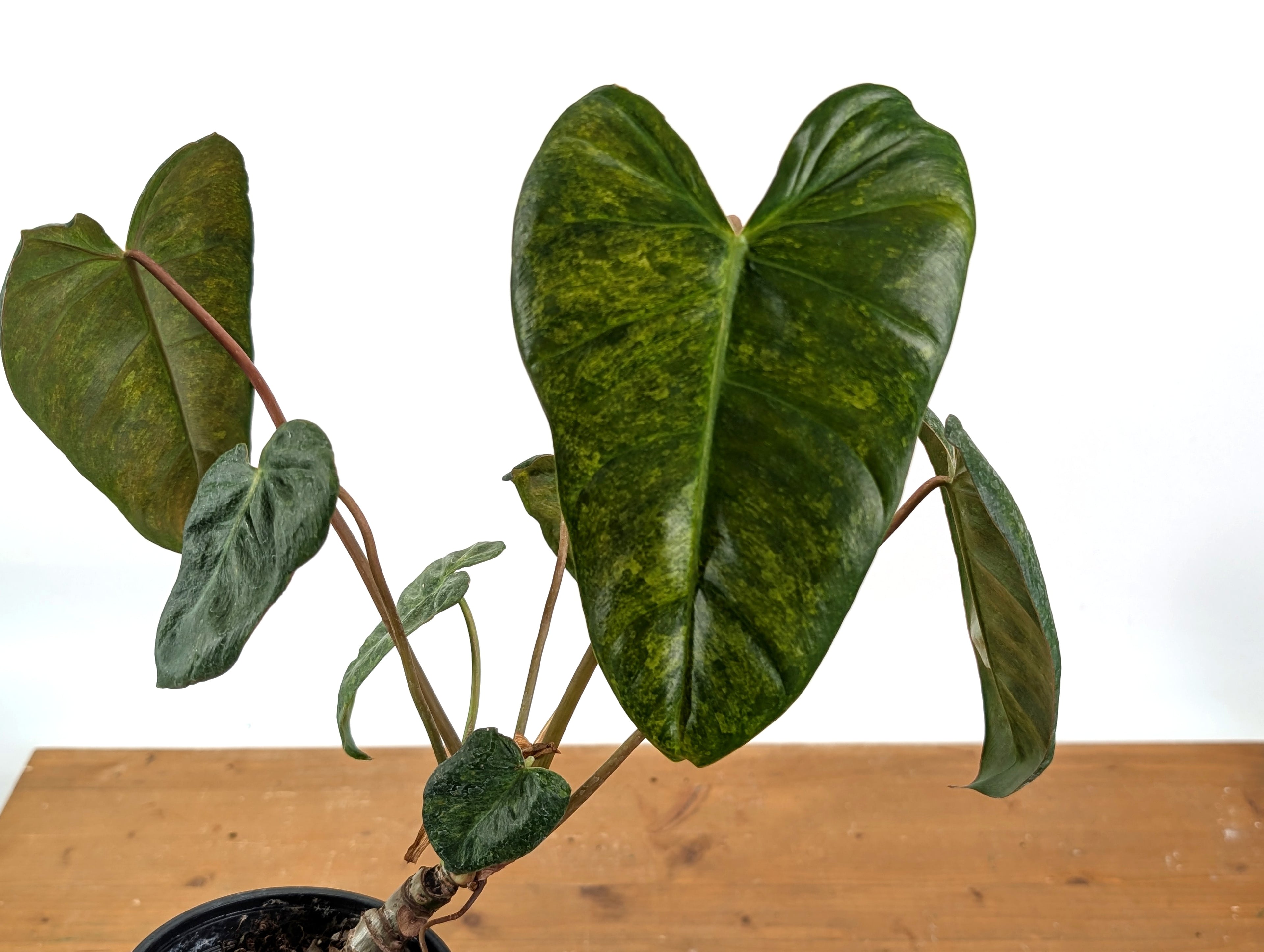 High Variegated Philodendron Billietiae x Gloriosum - Exact Plant in
