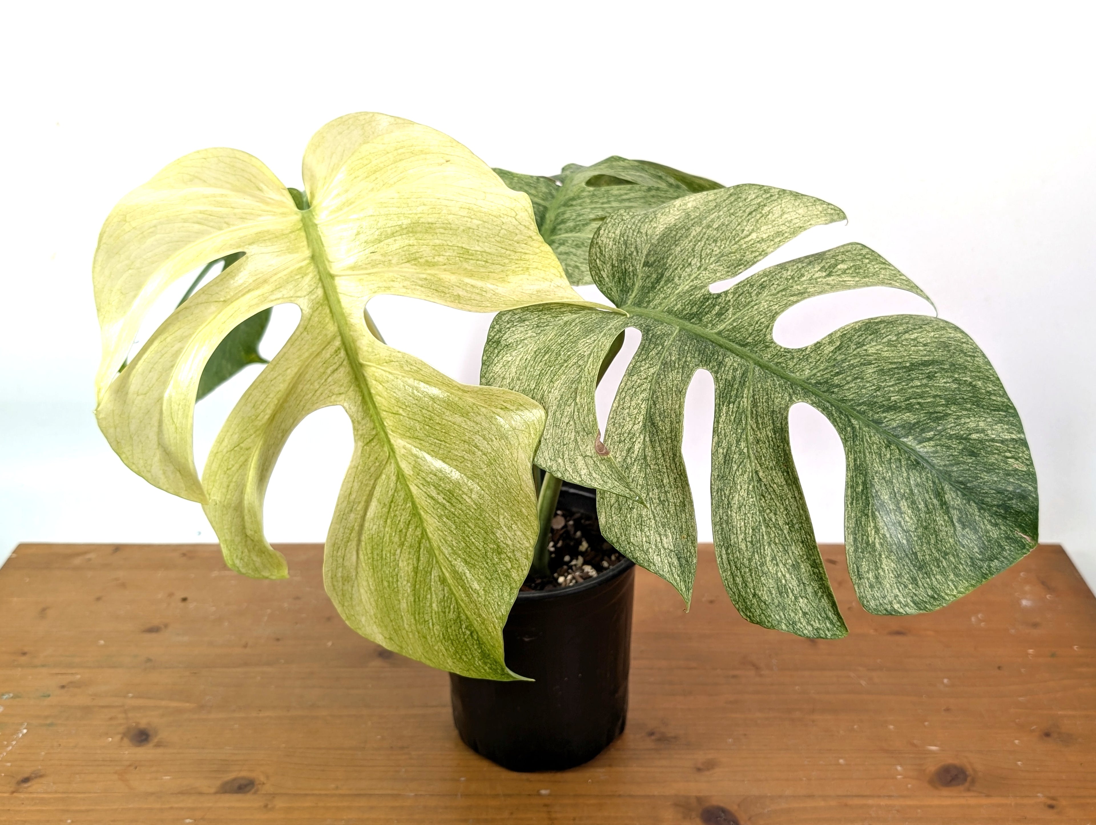 Monstera Full Mint XL Mature - EXACT PLANT