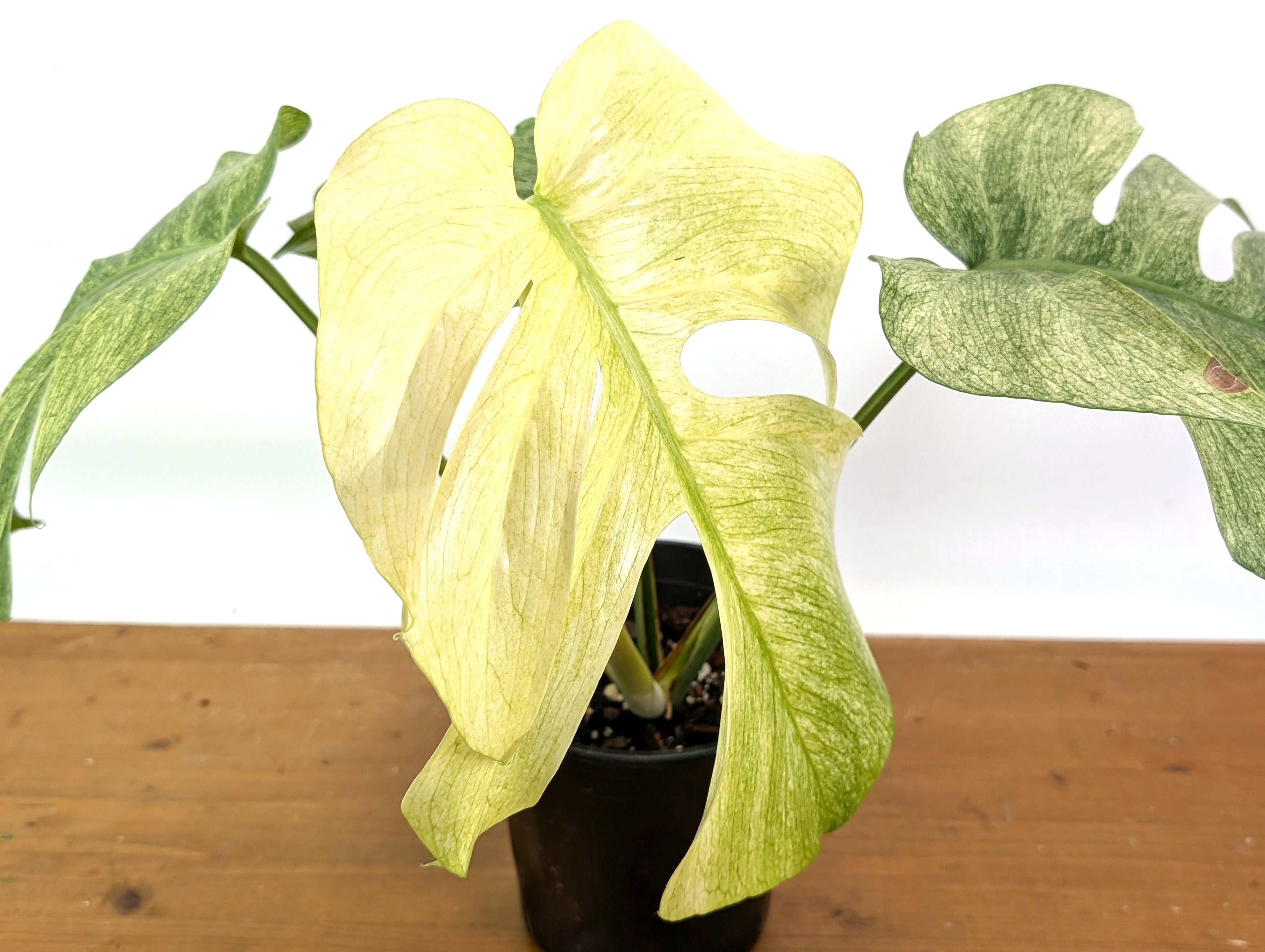 Monstera Full Mint XL Mature - EXACT PLANT