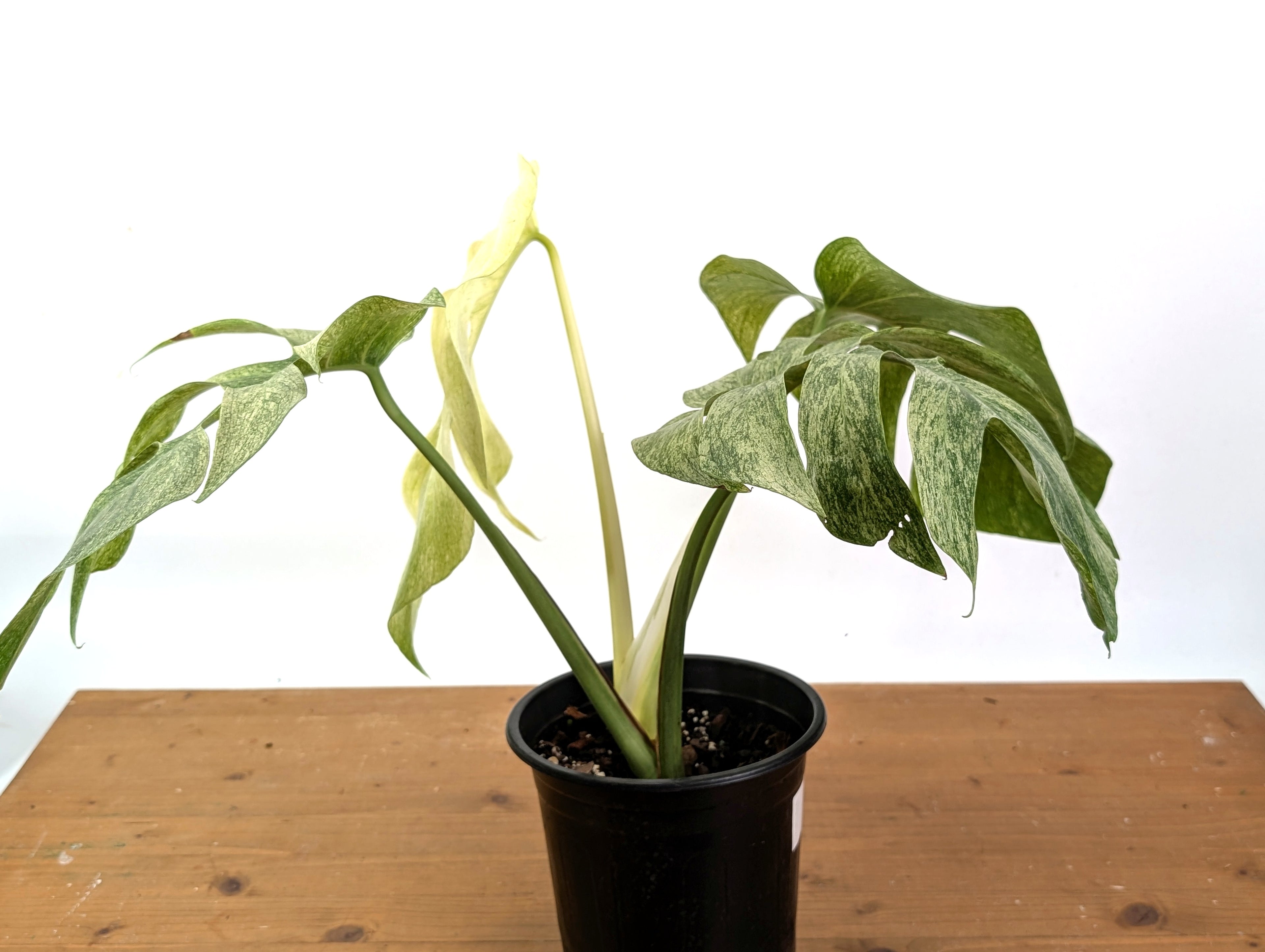 Monstera Full Mint XL Mature - EXACT PLANT