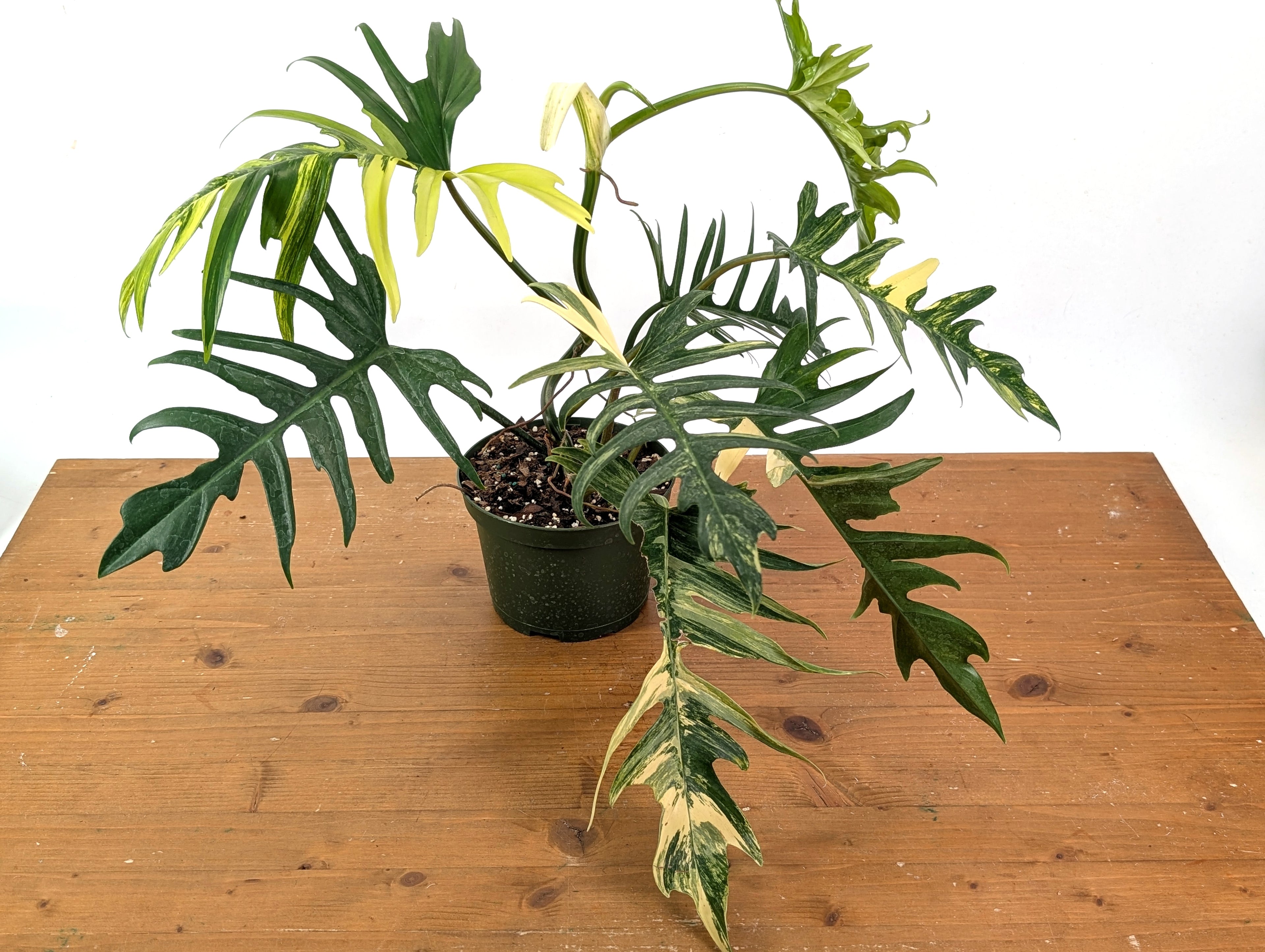 Philodendron Florida Beauty x Tortum Variegated Exact Plant