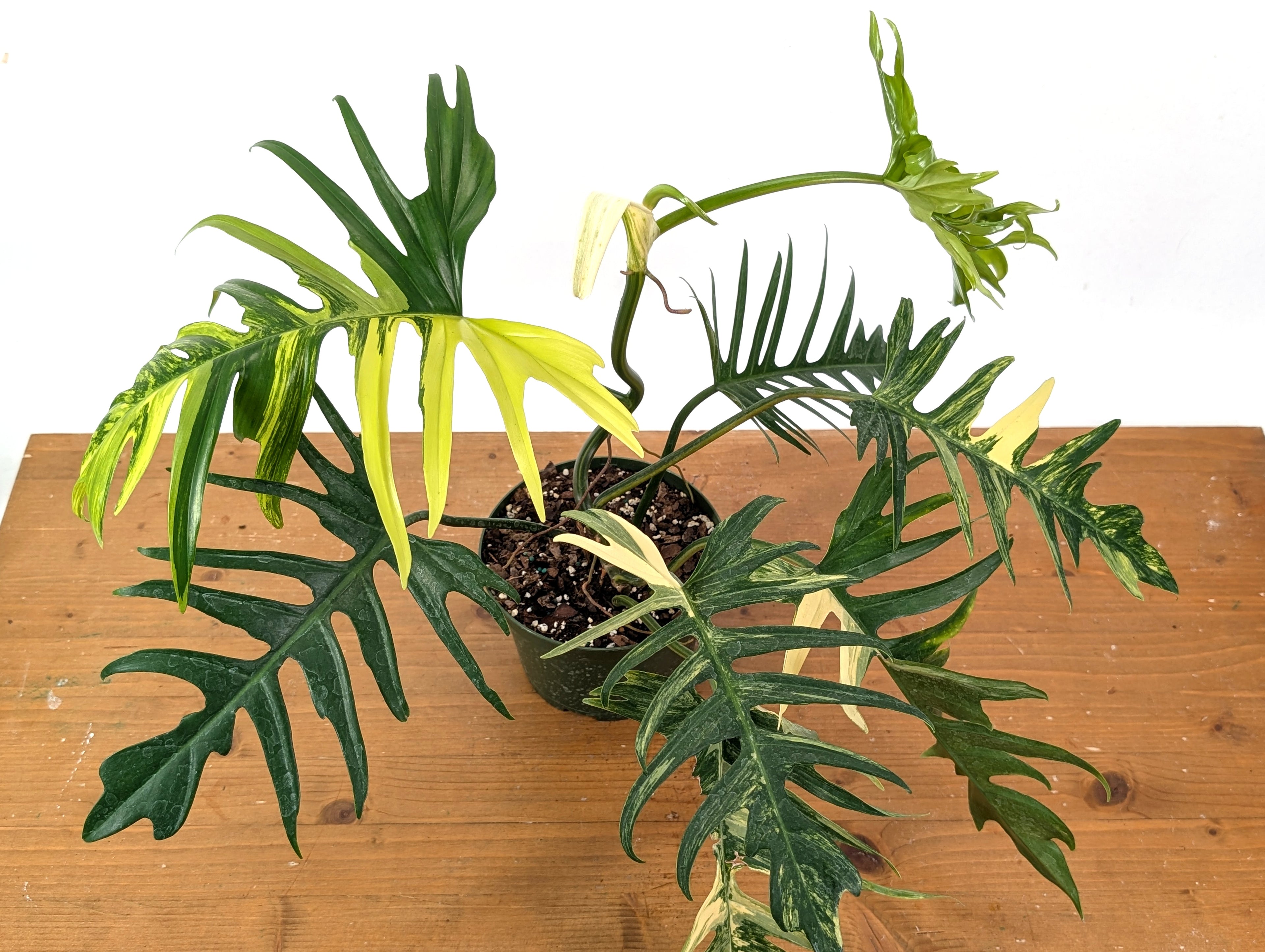 Philodendron Florida Beauty x Tortum Variegated Exact Plant