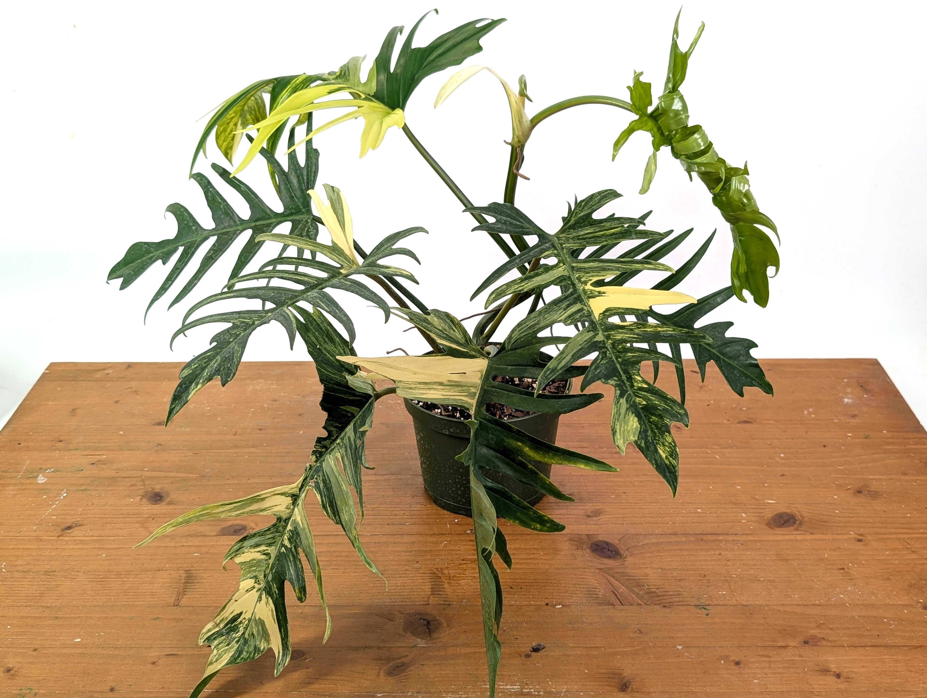 Philodendron Florida Beauty x Tortum Variegated Exact Plant