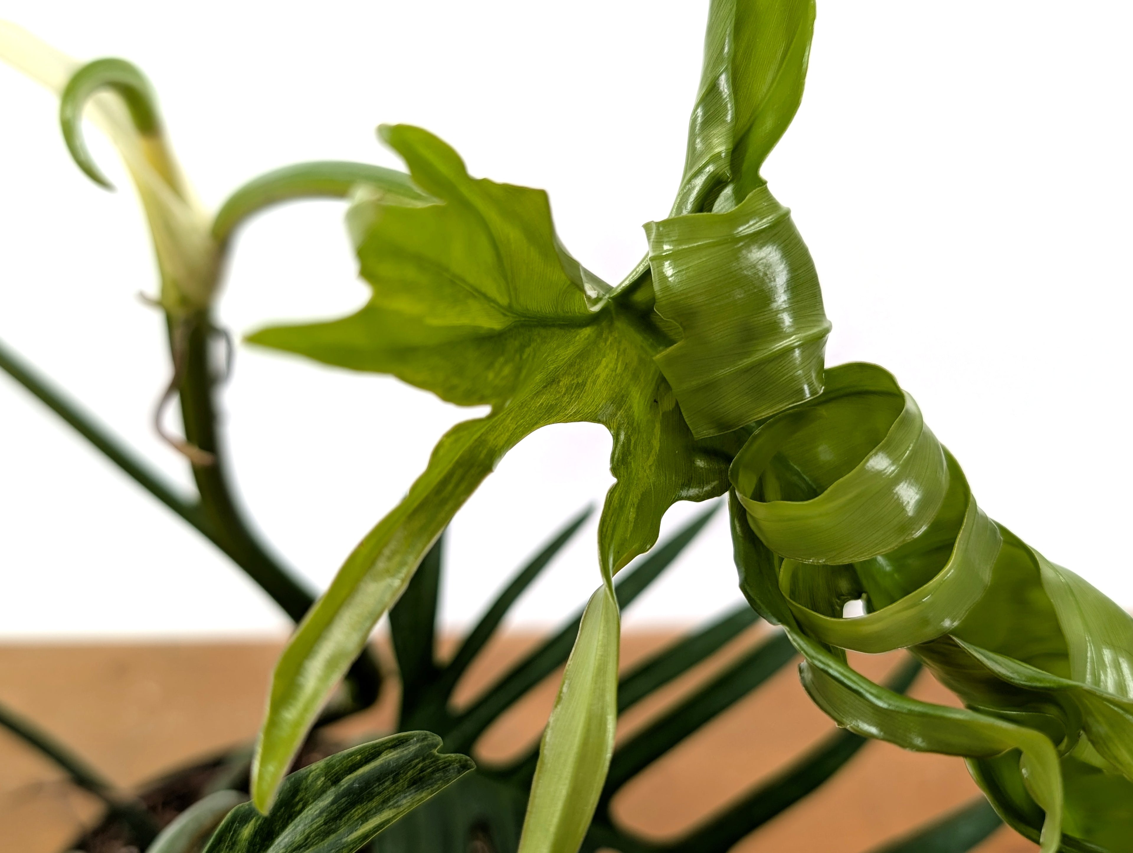 Philodendron Florida Beauty x Tortum Variegated Exact Plant