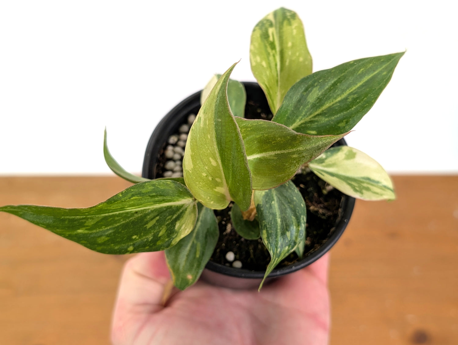 EXACT Philodendron Gloriosum Variegated - 4 Inch Pot -