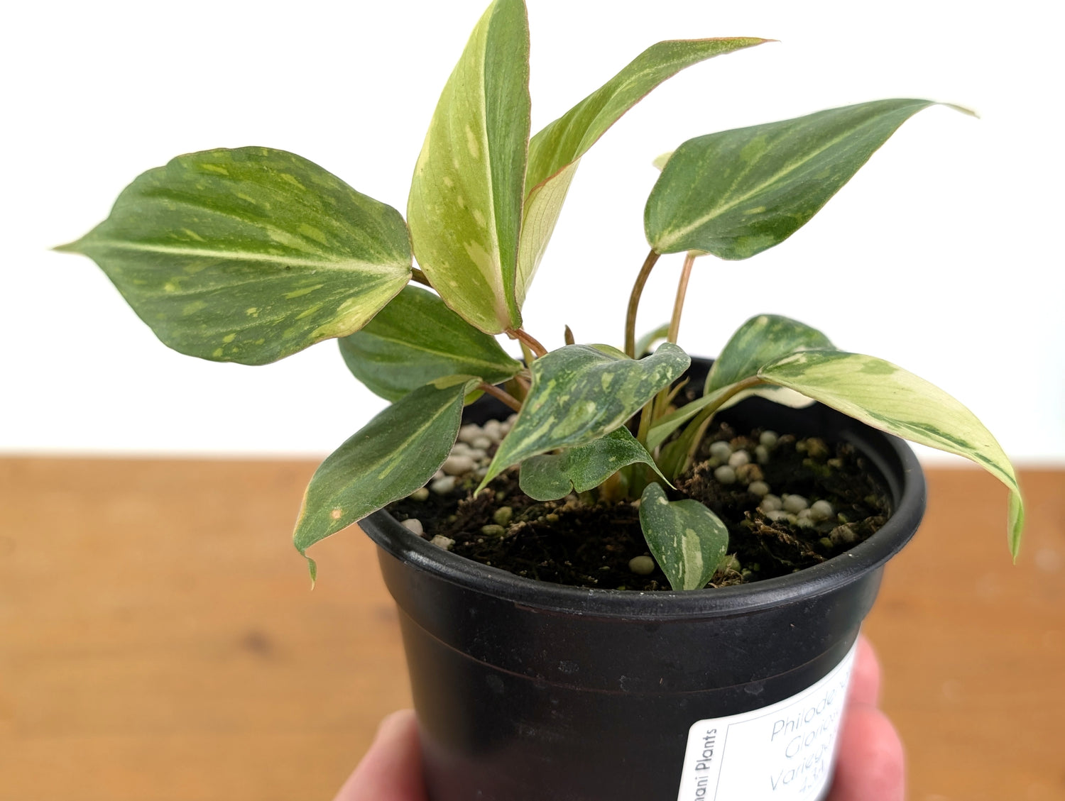 EXACT Philodendron Gloriosum Variegated - 4 Inch Pot -