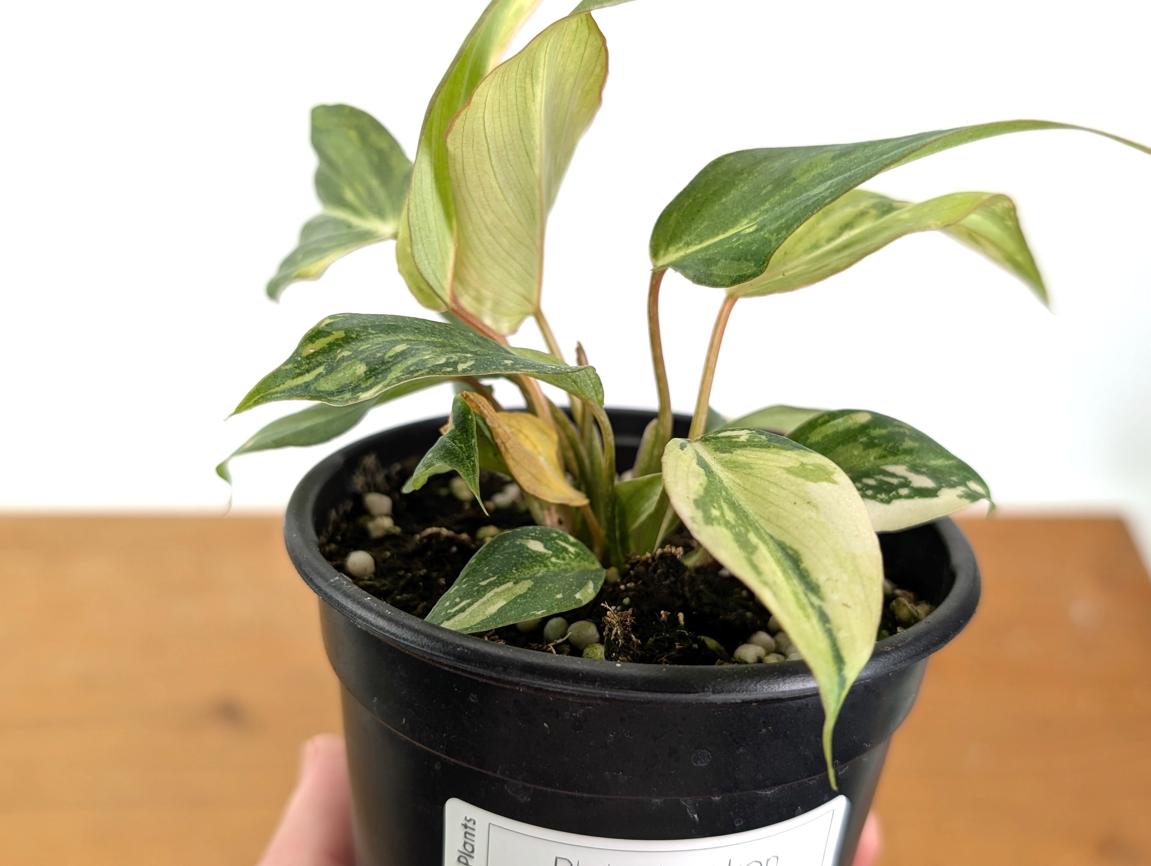 EXACT Philodendron Gloriosum Variegated - 4 Inch Pot -