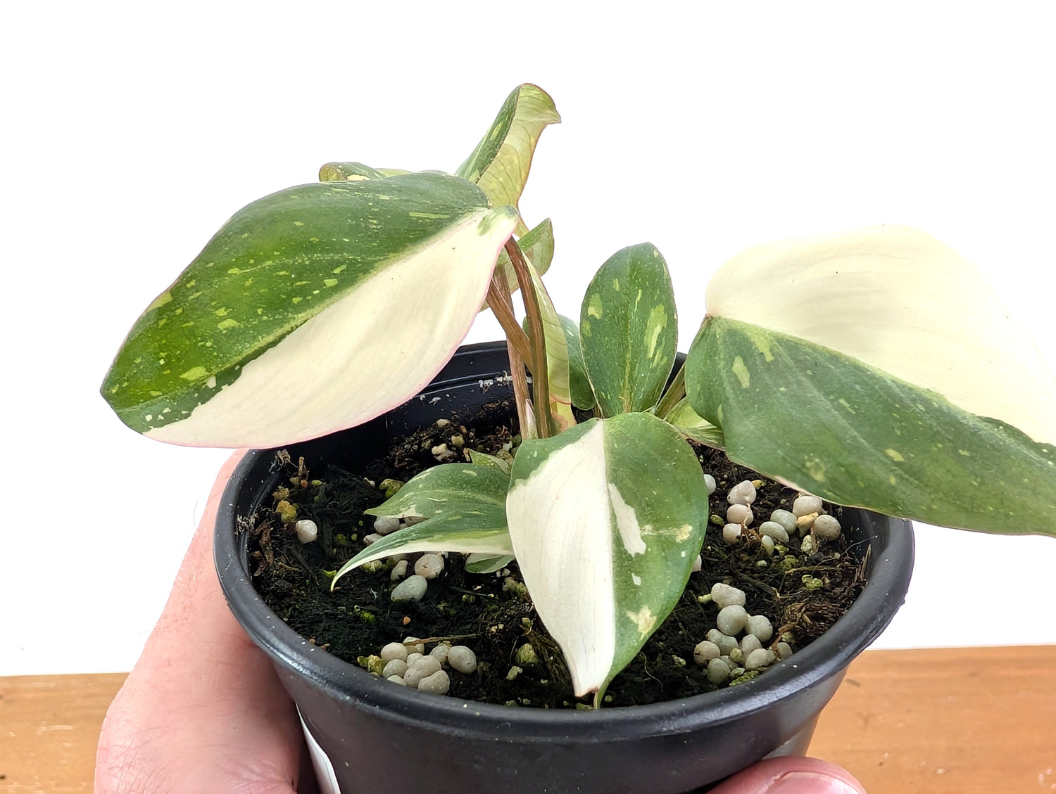 EXACT Philodendron Gloriosum Variegated - 4 Inch Pot -