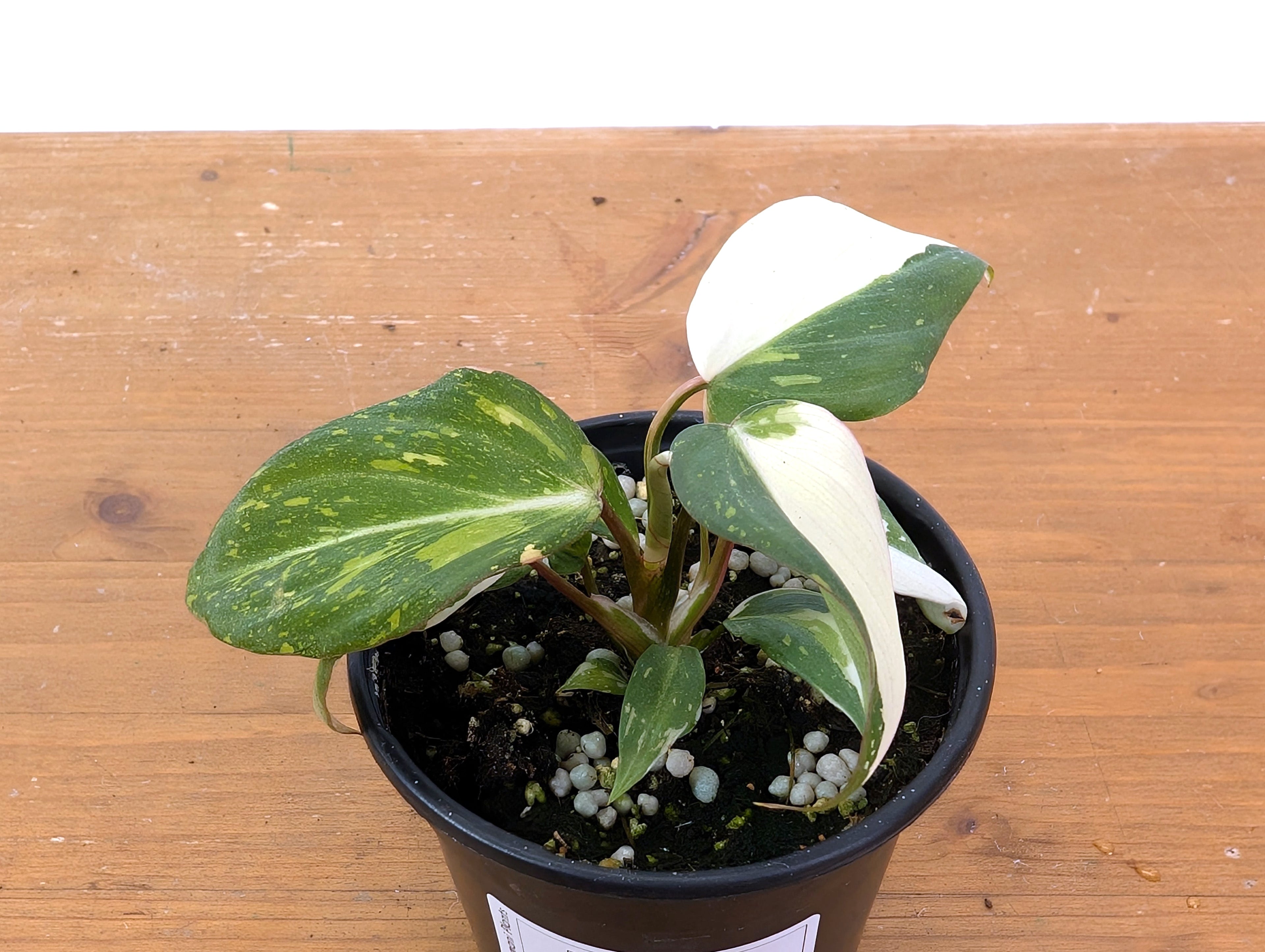 EXACT Philodendron Gloriosum Variegated - 4 Inch Pot -