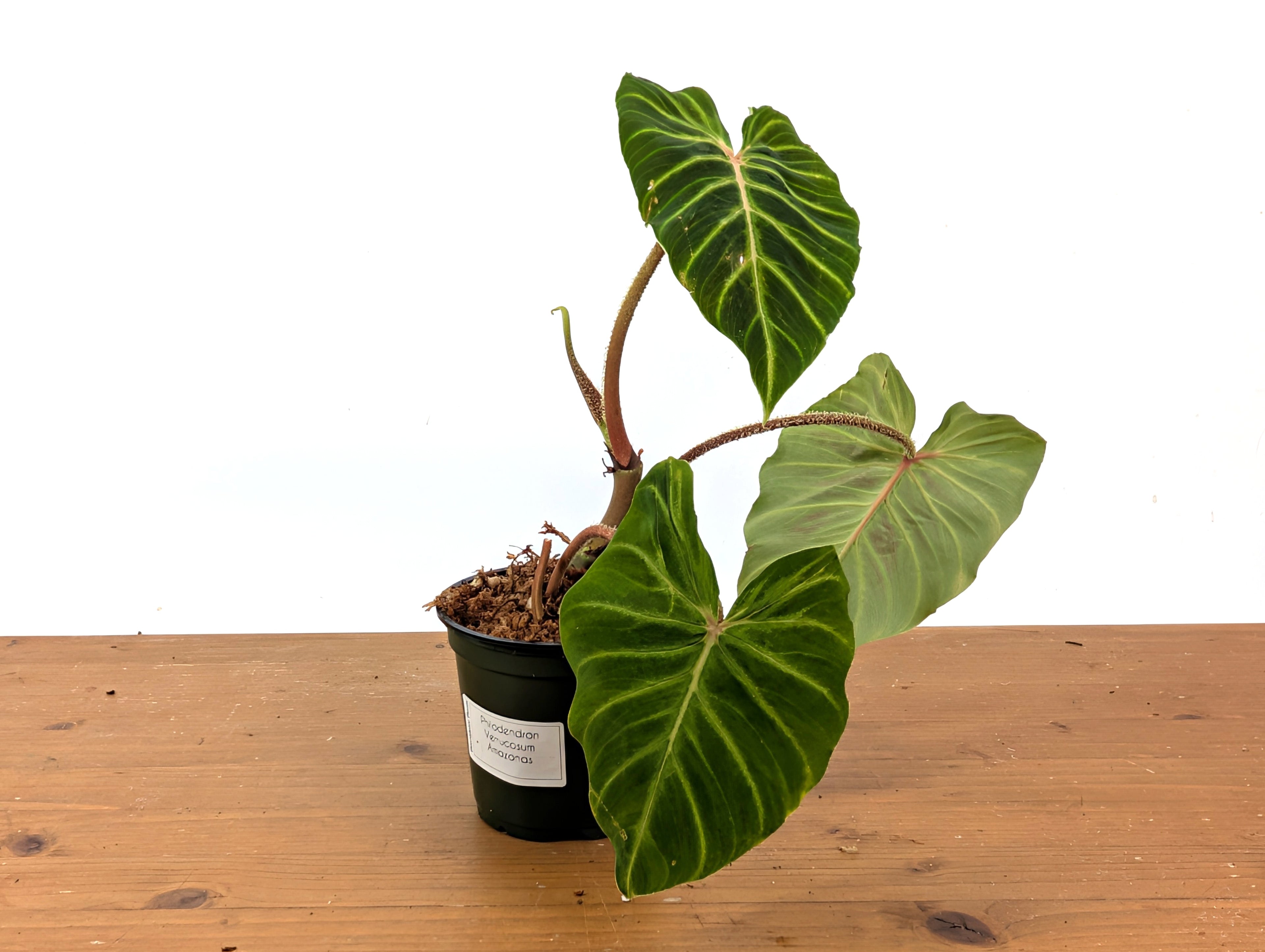Philodendron Verrucosum &