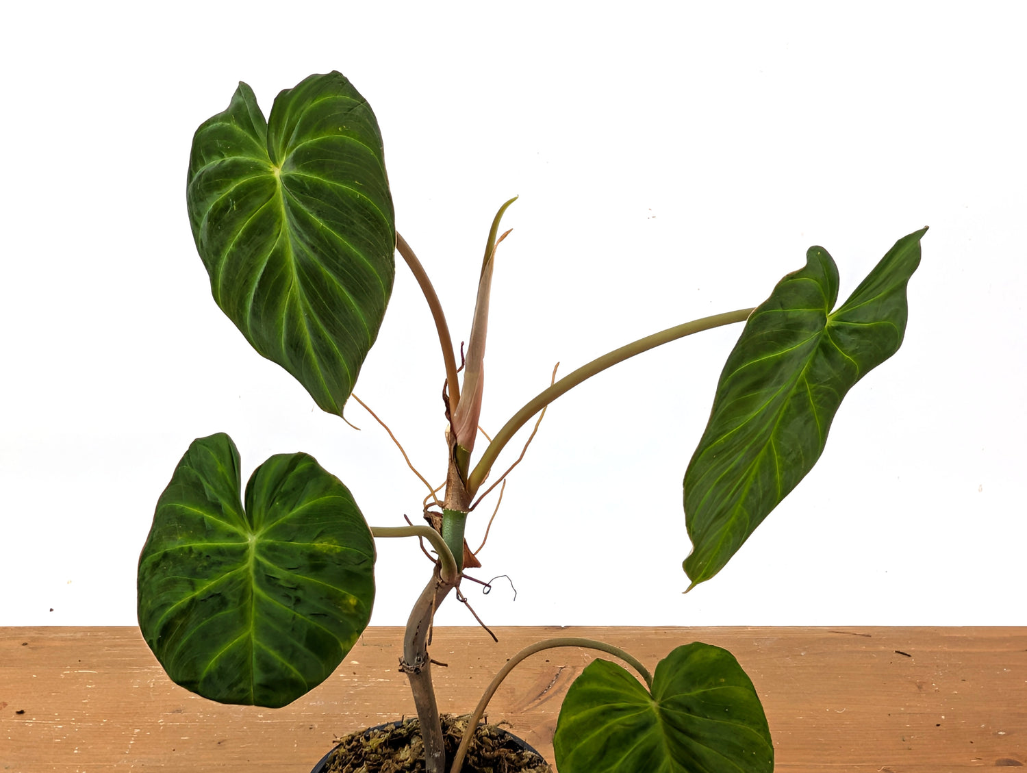 Philodendron Verrucosum &