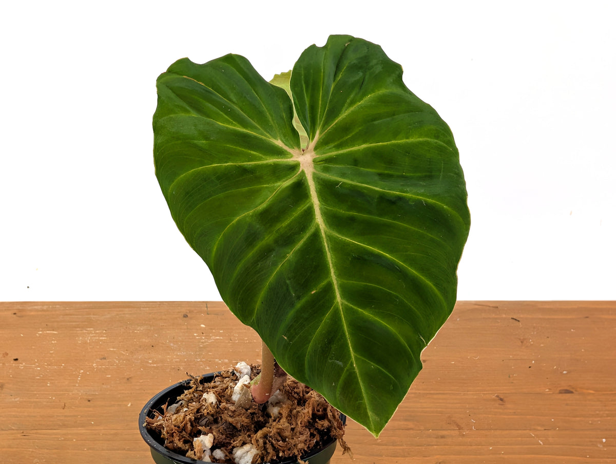 Philodendron Verrucosum Green Zafire (Green Sapphire)