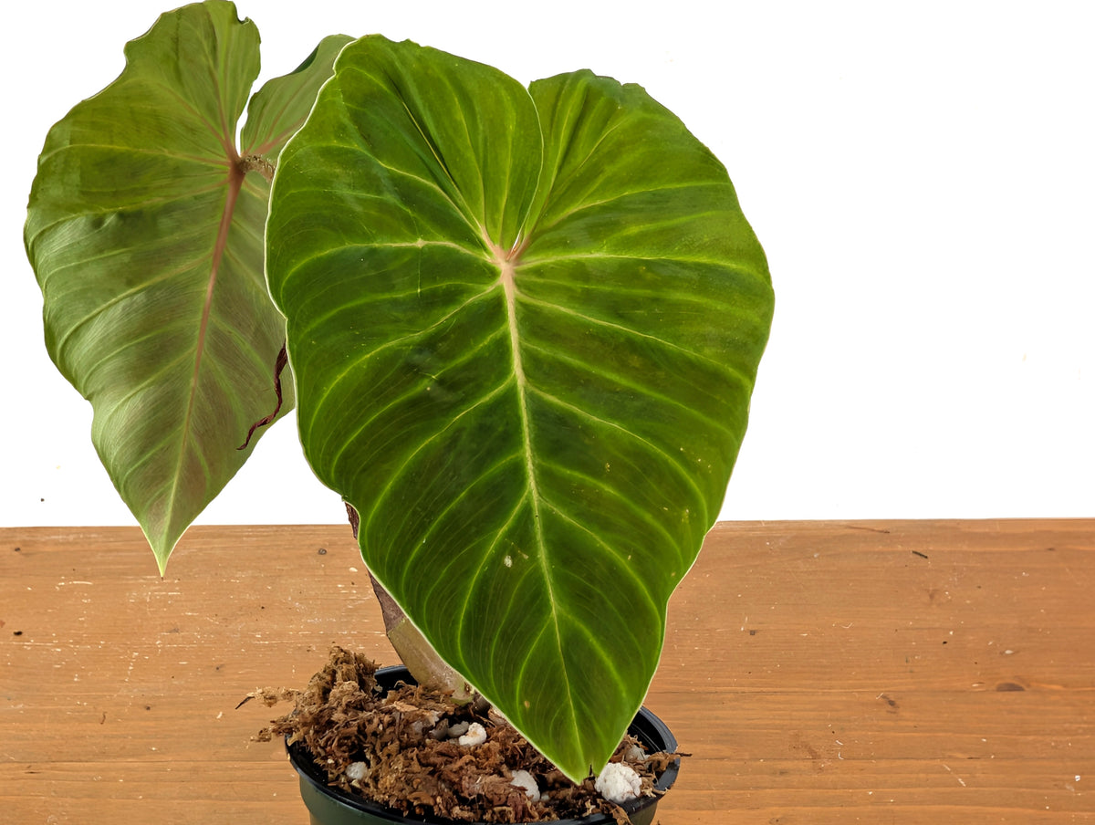 Philodendron Verrucosum Green Zafire (Green Sapphire)