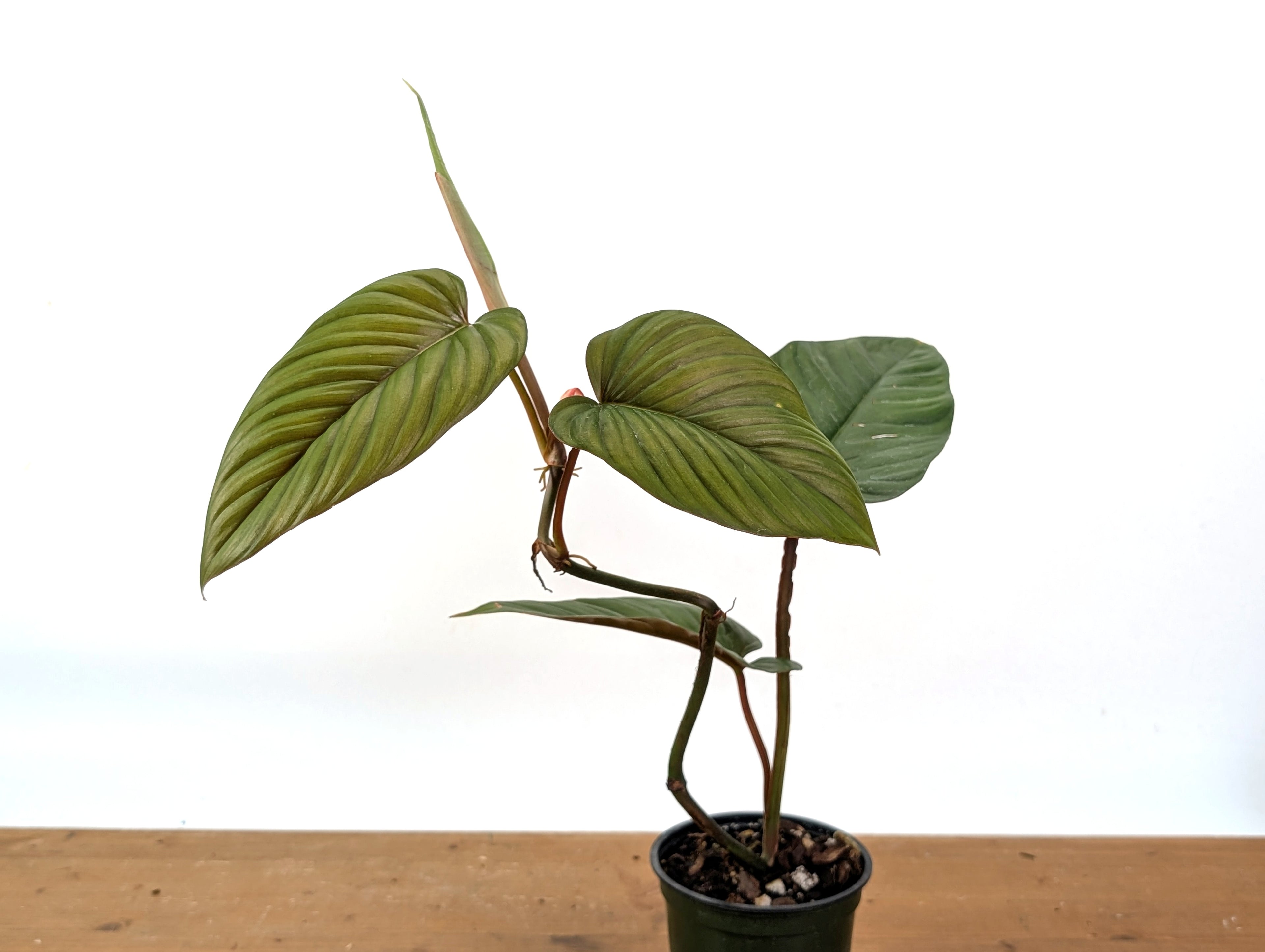 Philodendron Ernestii Red