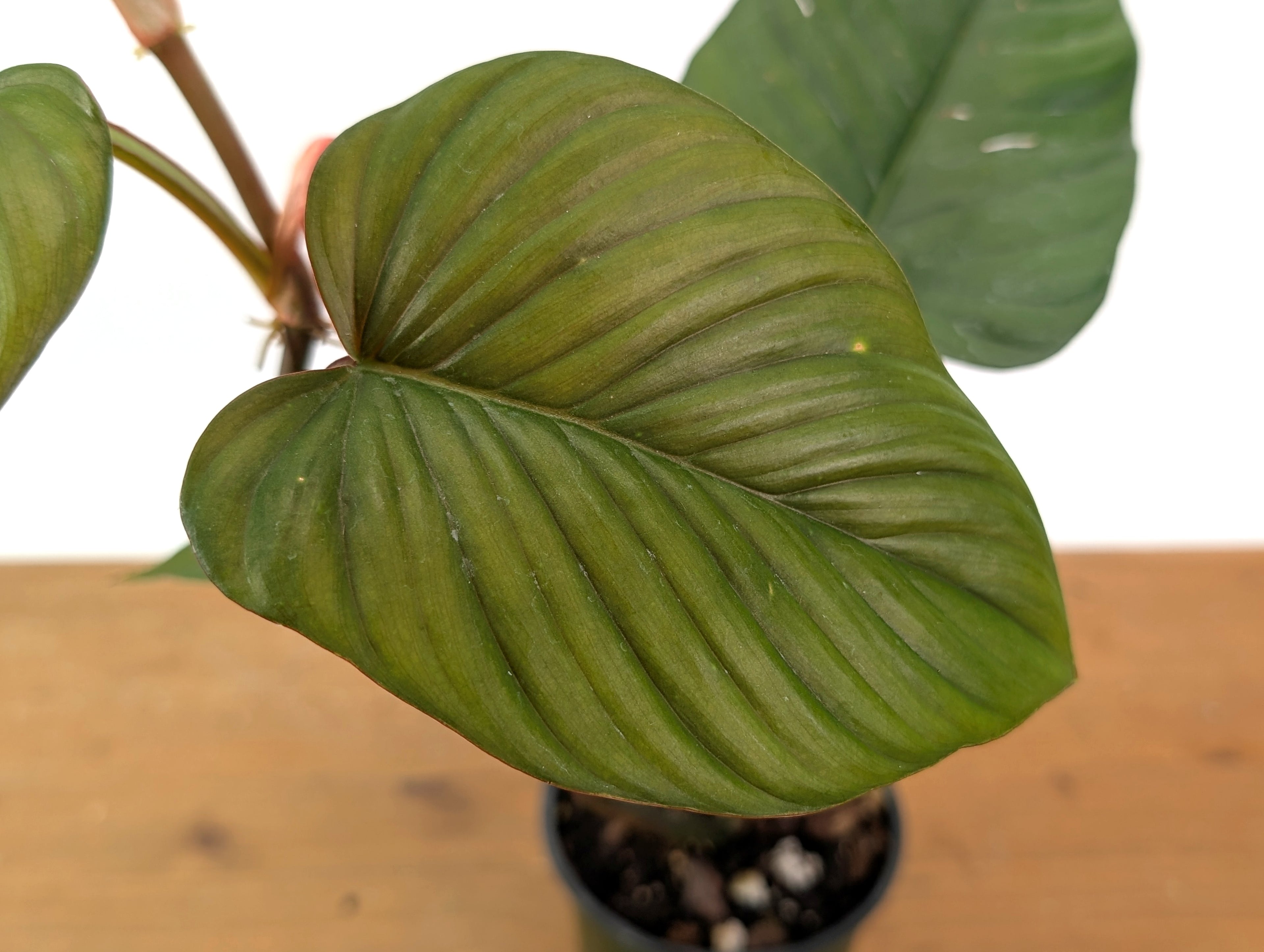 Philodendron Ernestii Red