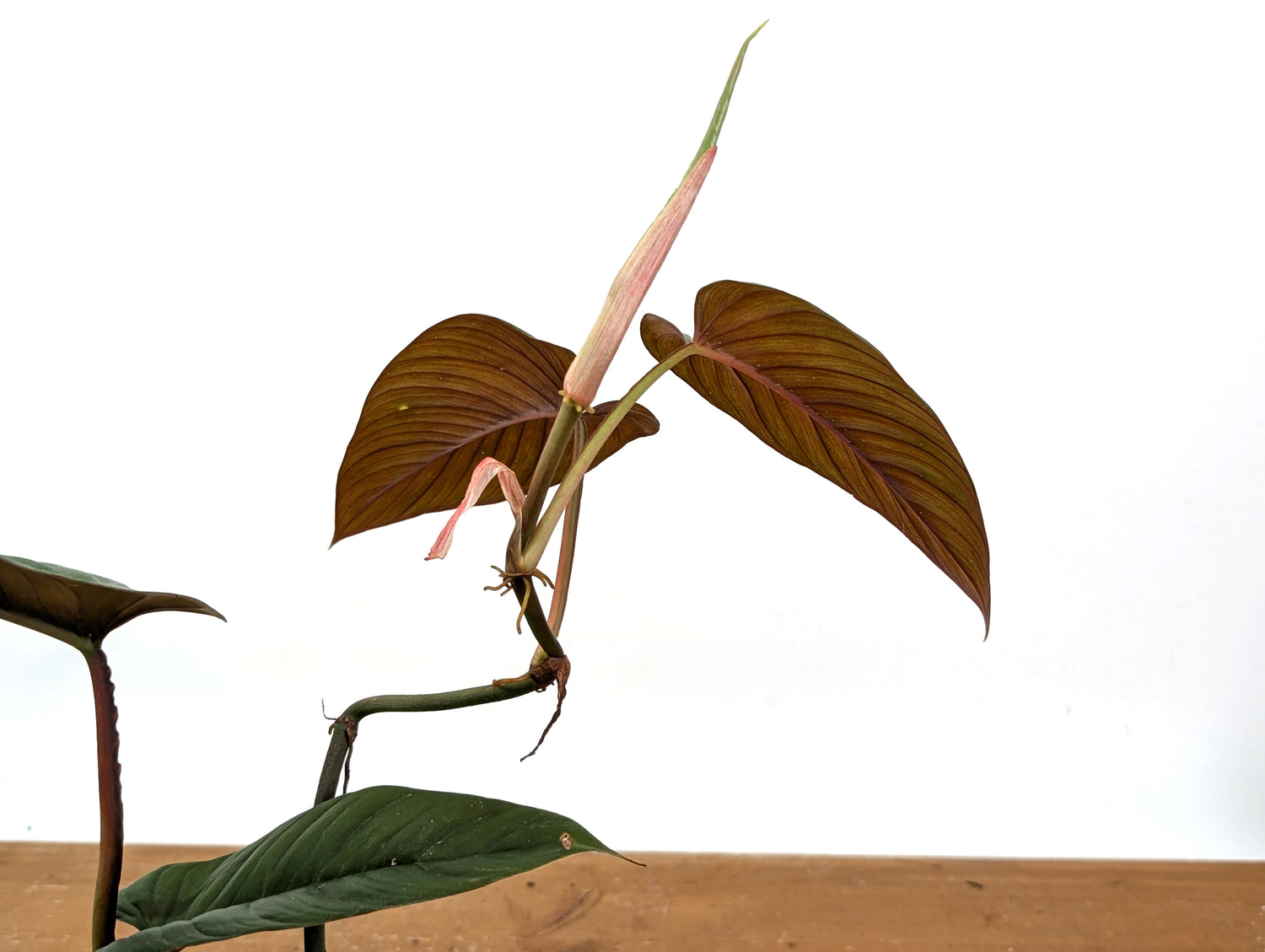 Philodendron Ernestii Red