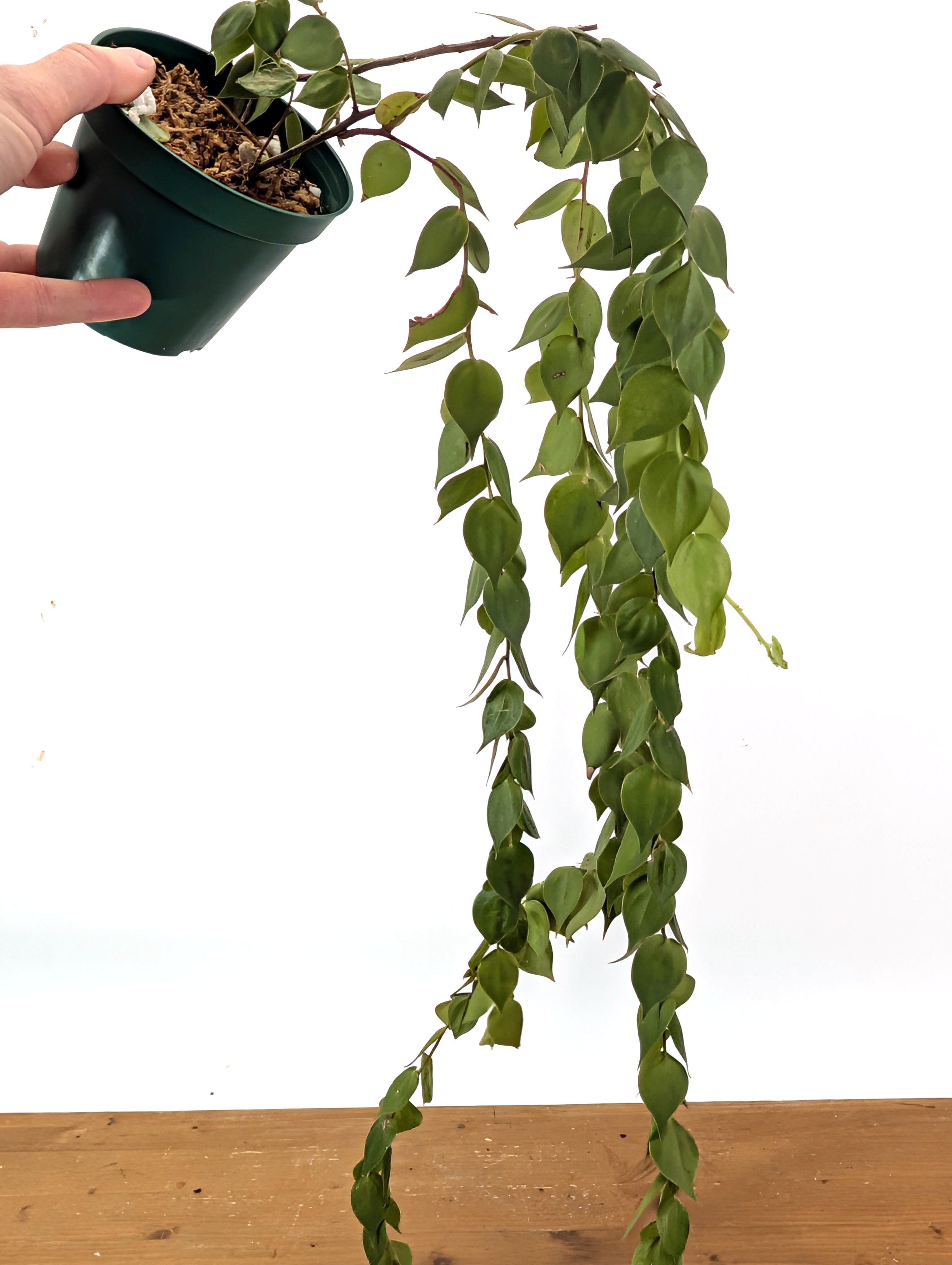 Sphyrospermum Haughtii