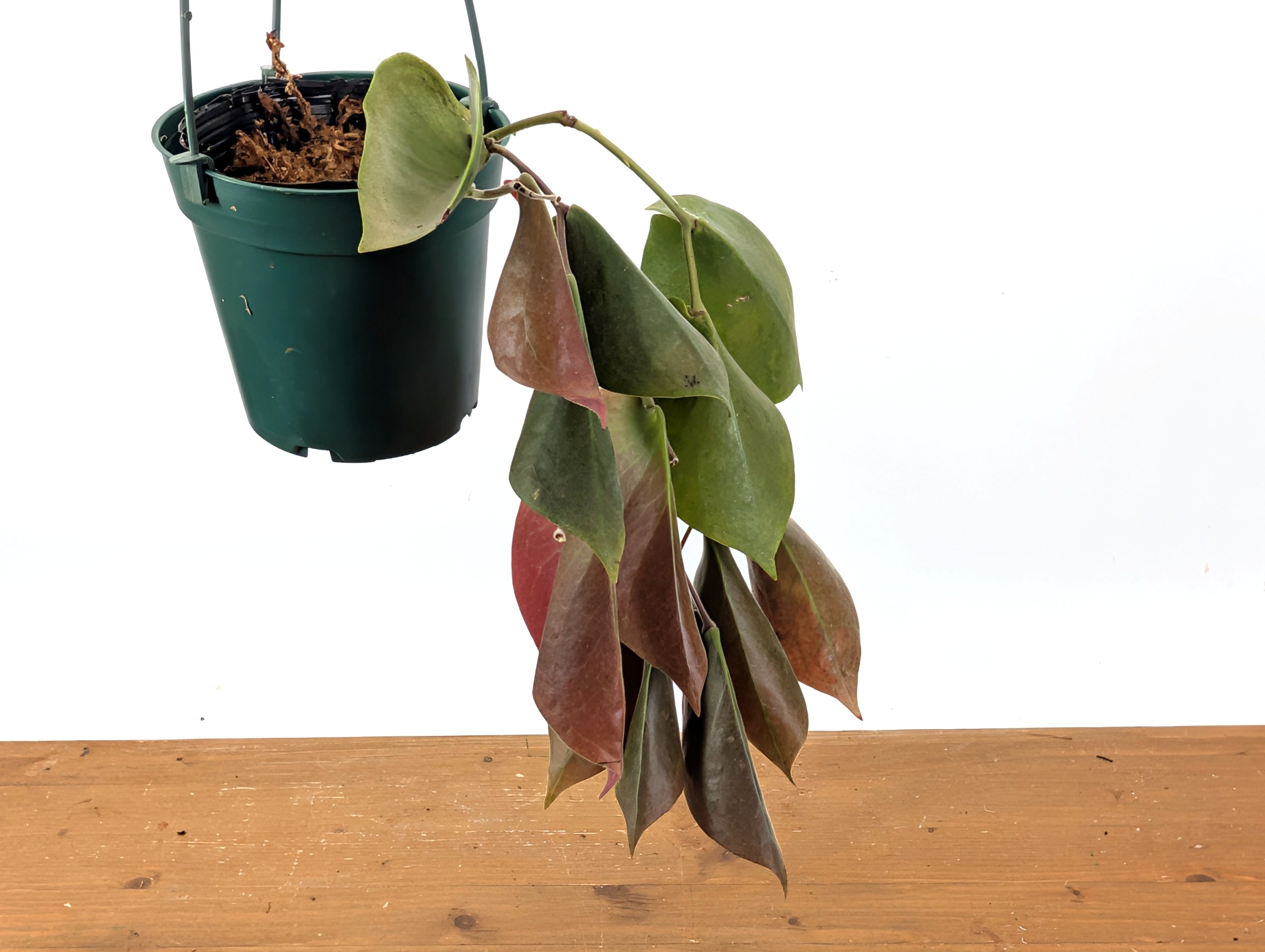 Ceratostema Pendens