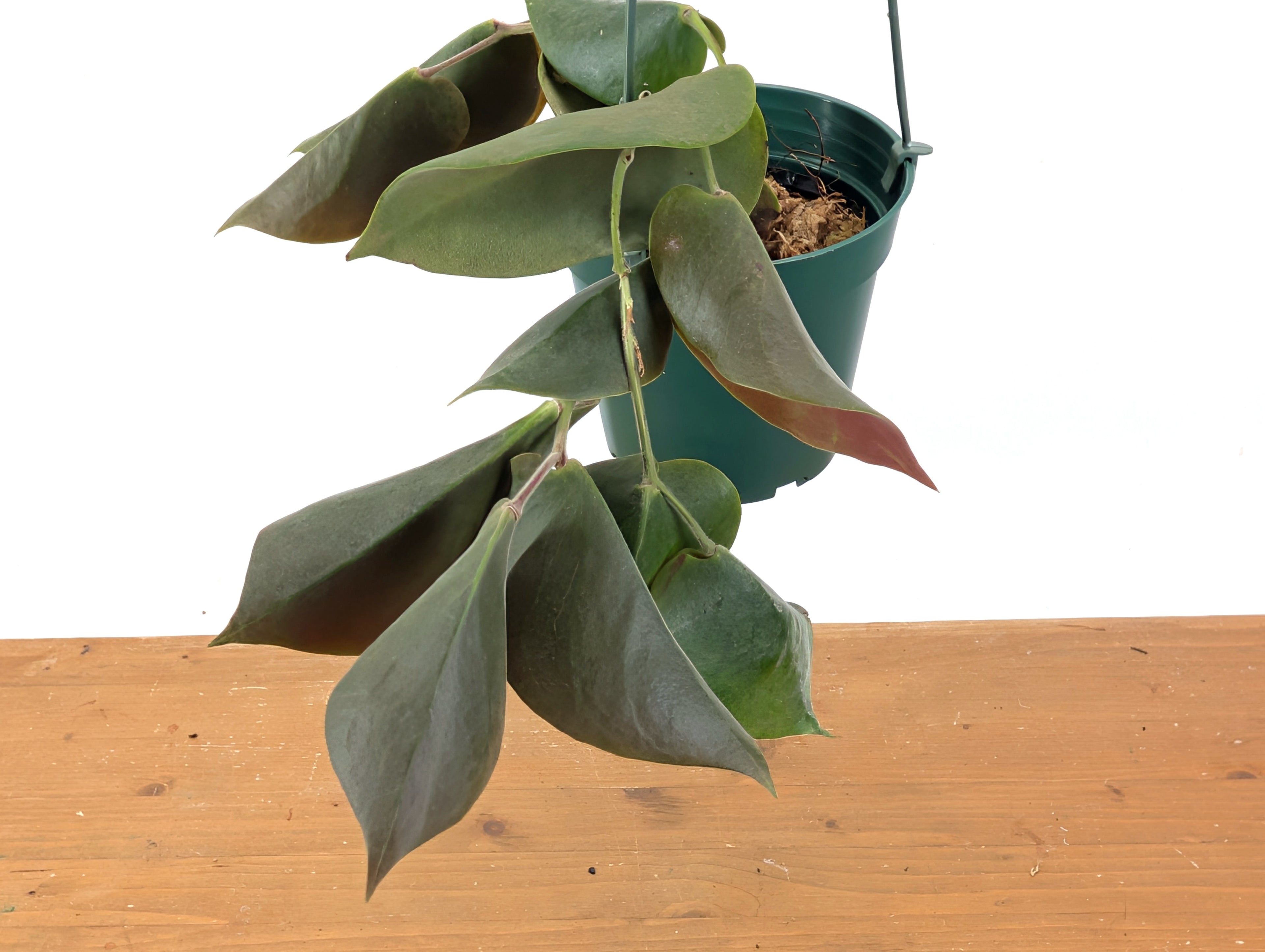 Ceratostema Pendens