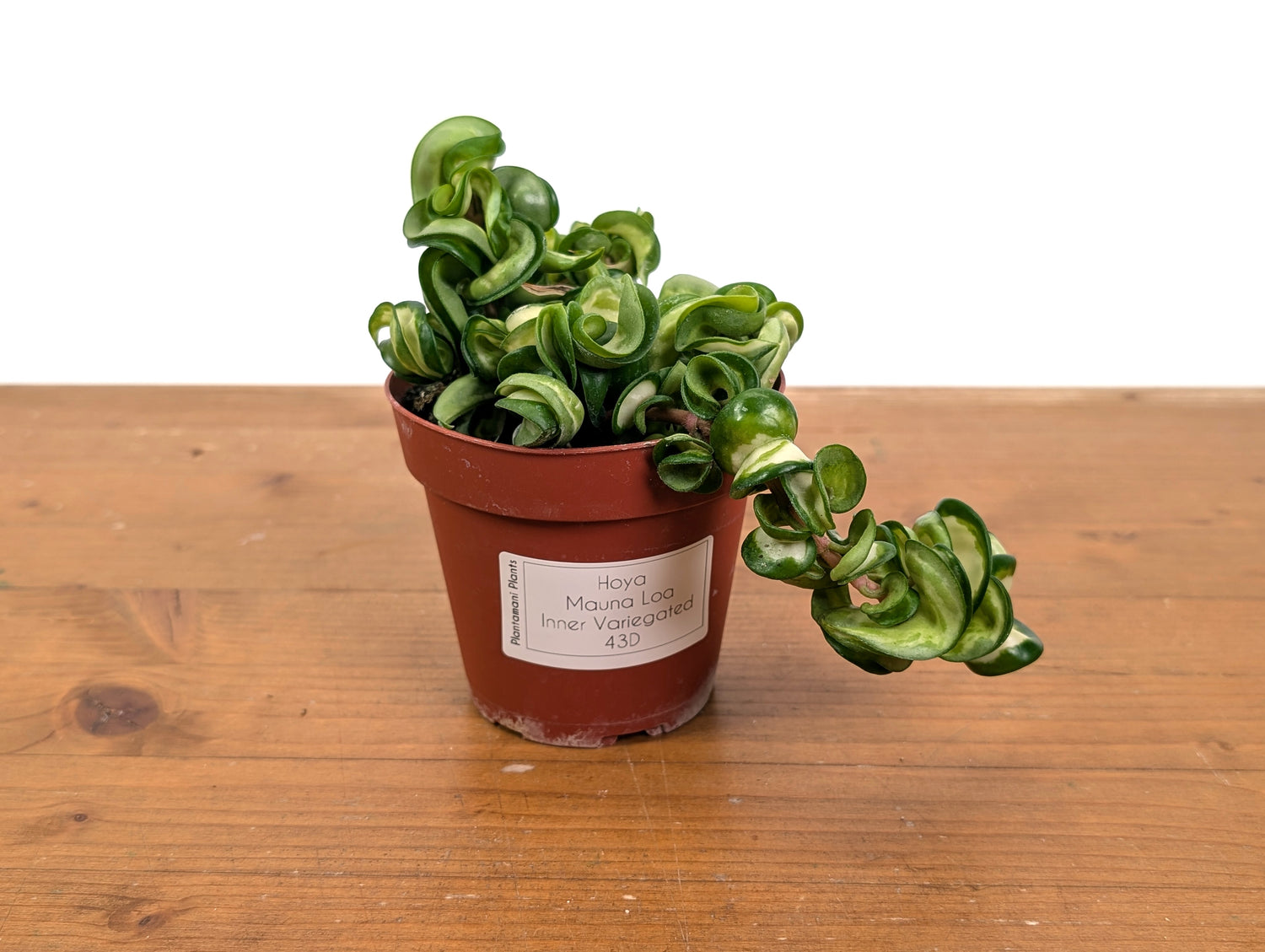 *Exact Plants* Hoya Mauna Loa Carnosa Compacta Inner Variegated