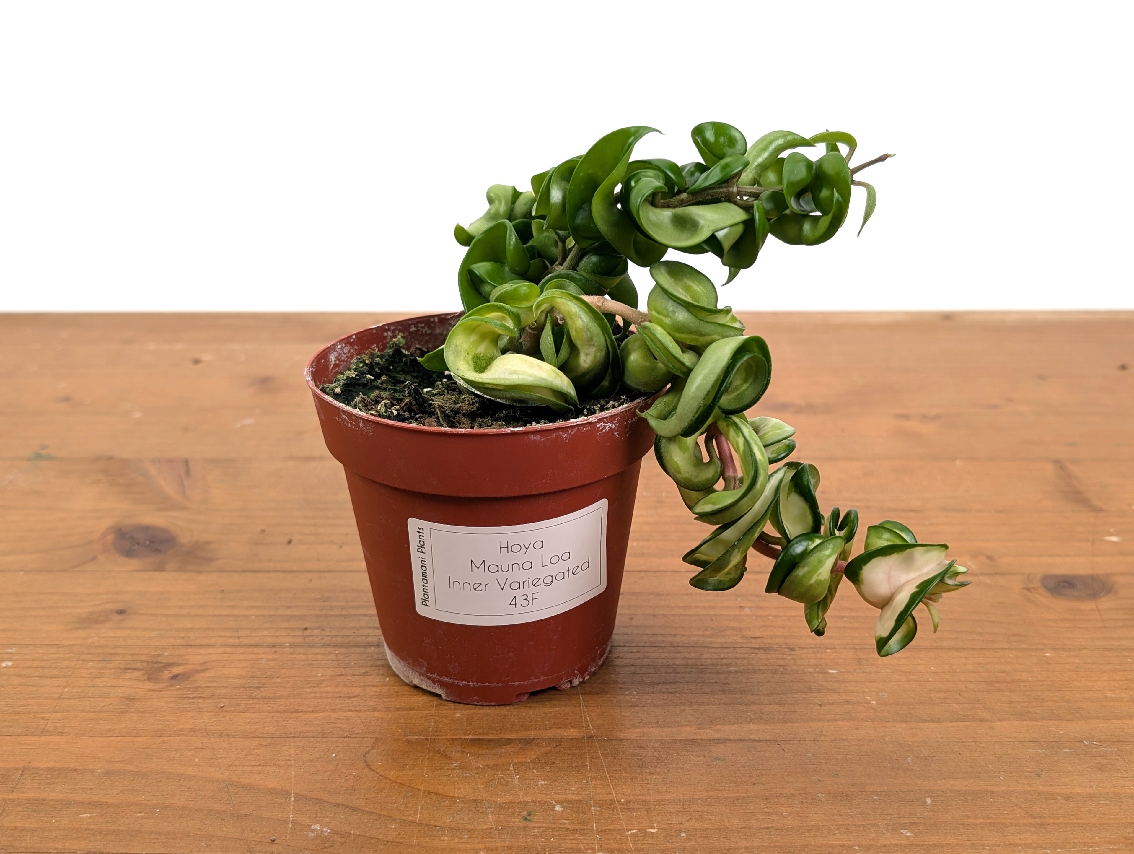*Exact Plants* Hoya Mauna Loa Carnosa Compacta Inner Variegated