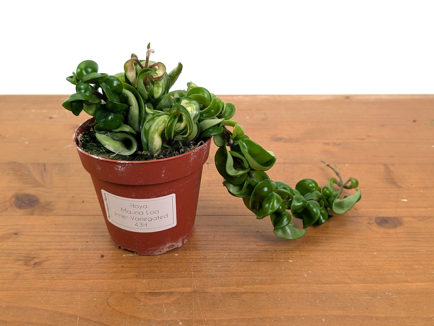*Exact Plants* Hoya Mauna Loa Carnosa Compacta Inner Variegated