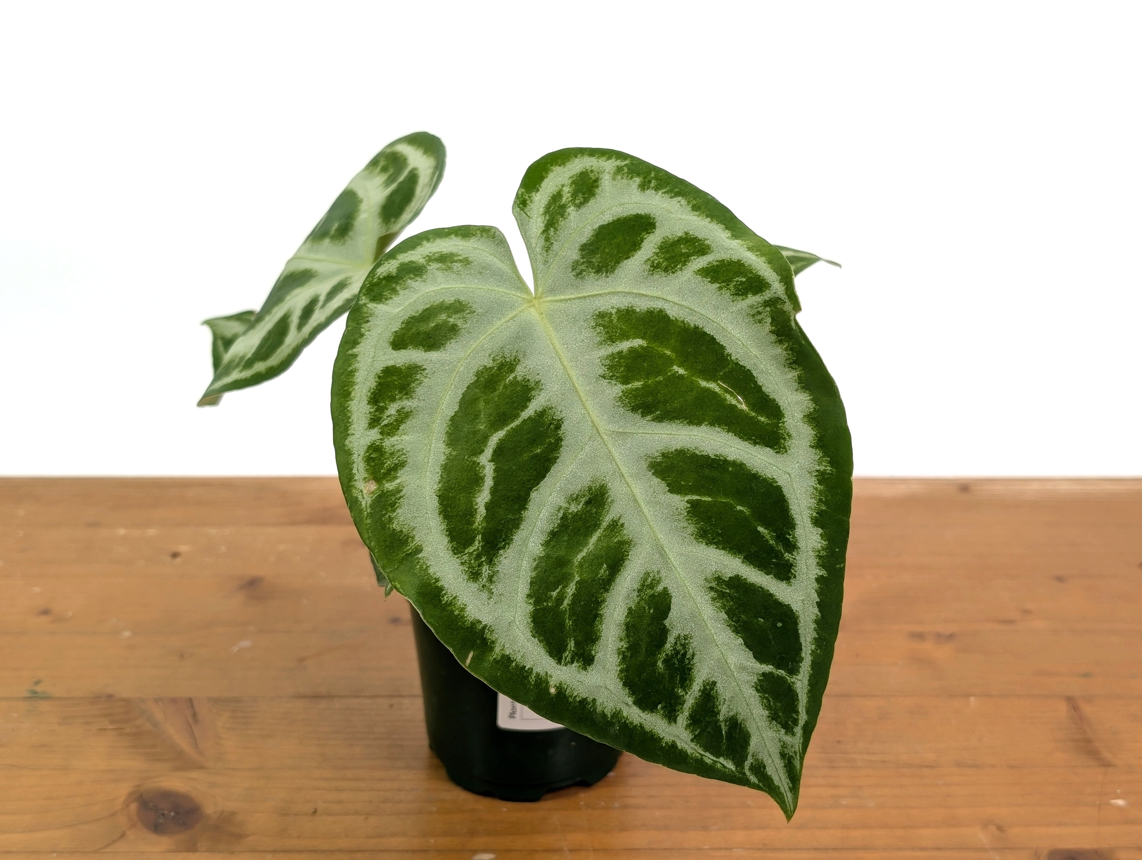 Anthurium Magnificent Silver x Silver Blush