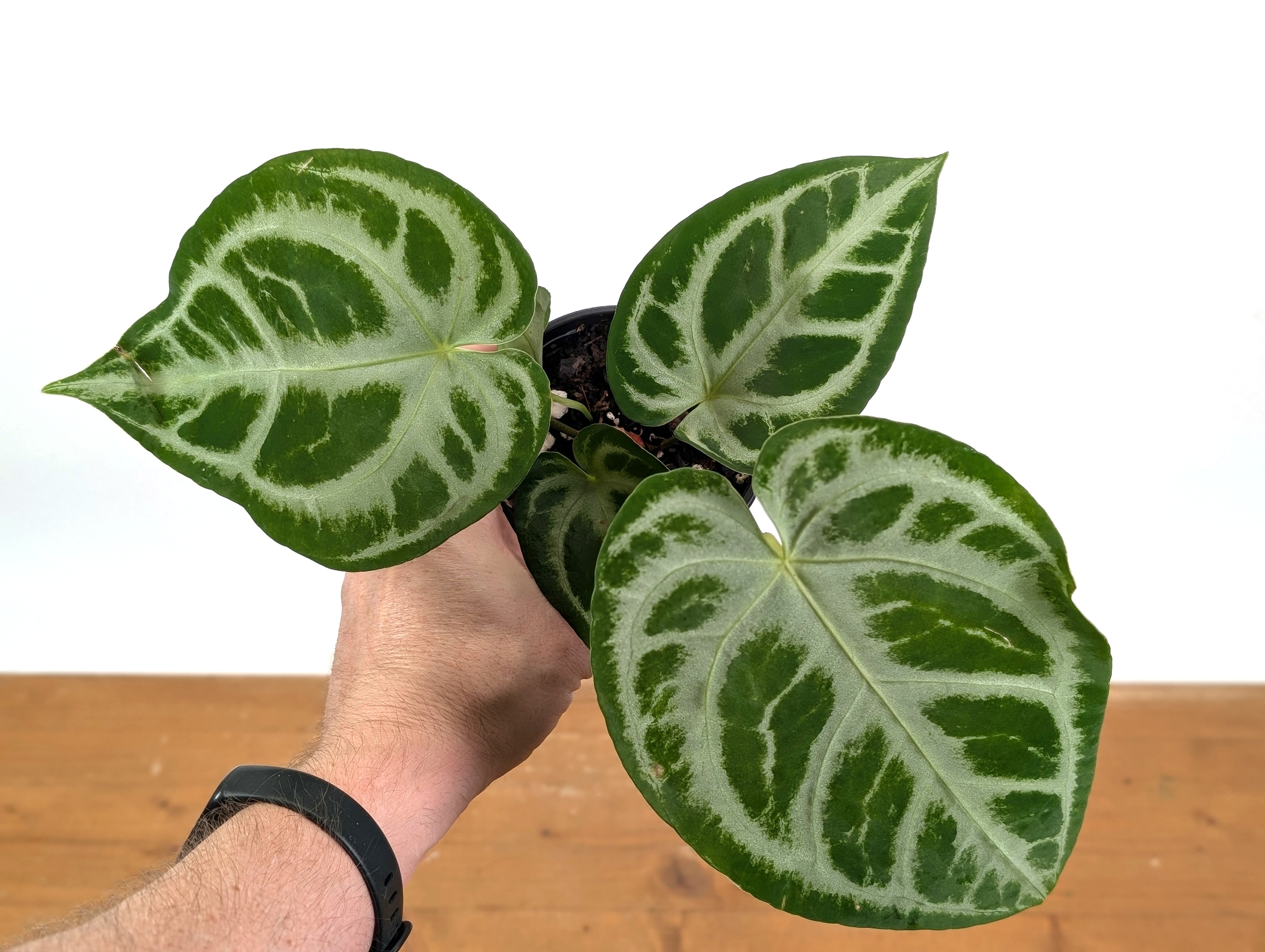 Anthurium Magnificent Silver x Silver Blush