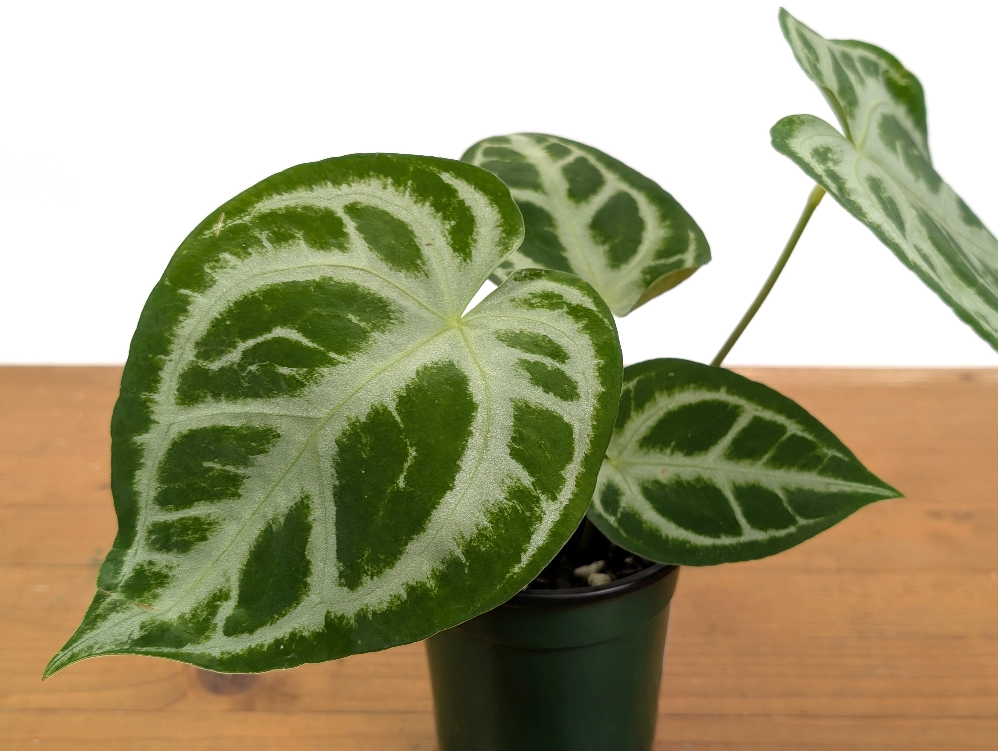 Anthurium Magnificent Silver x Silver Blush