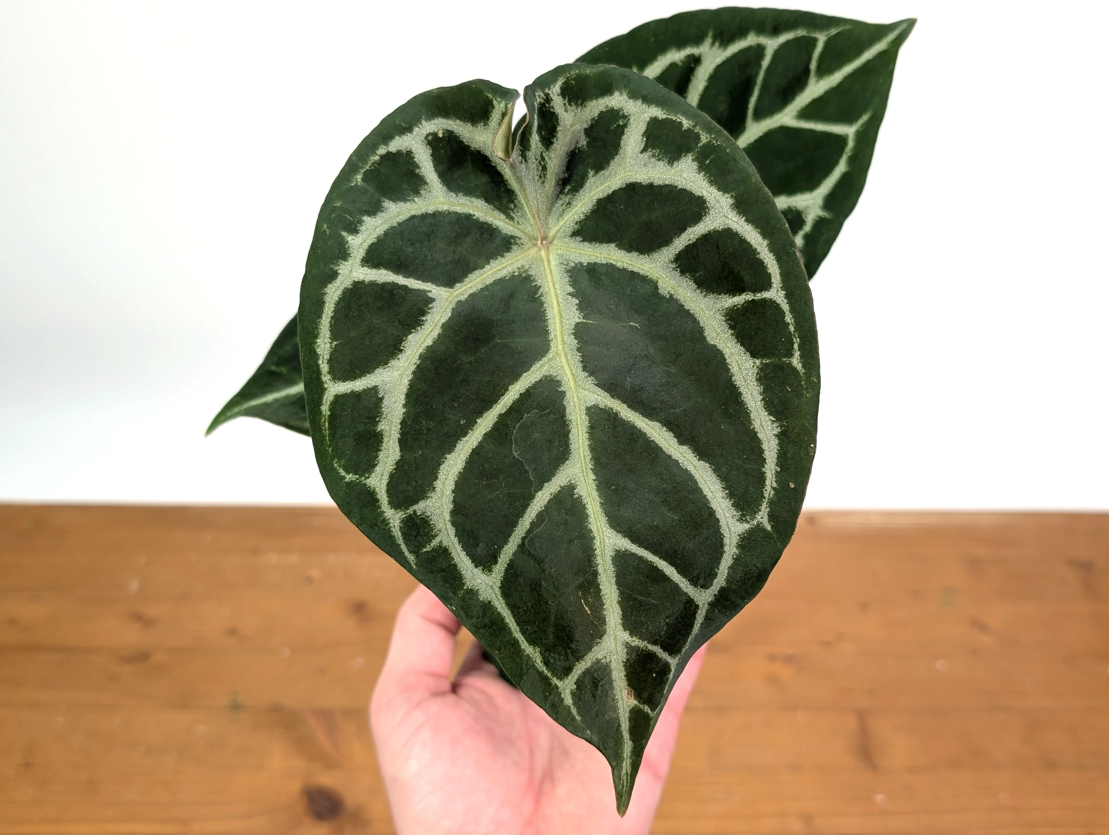 Anthurium Forgetii x Silver Blush