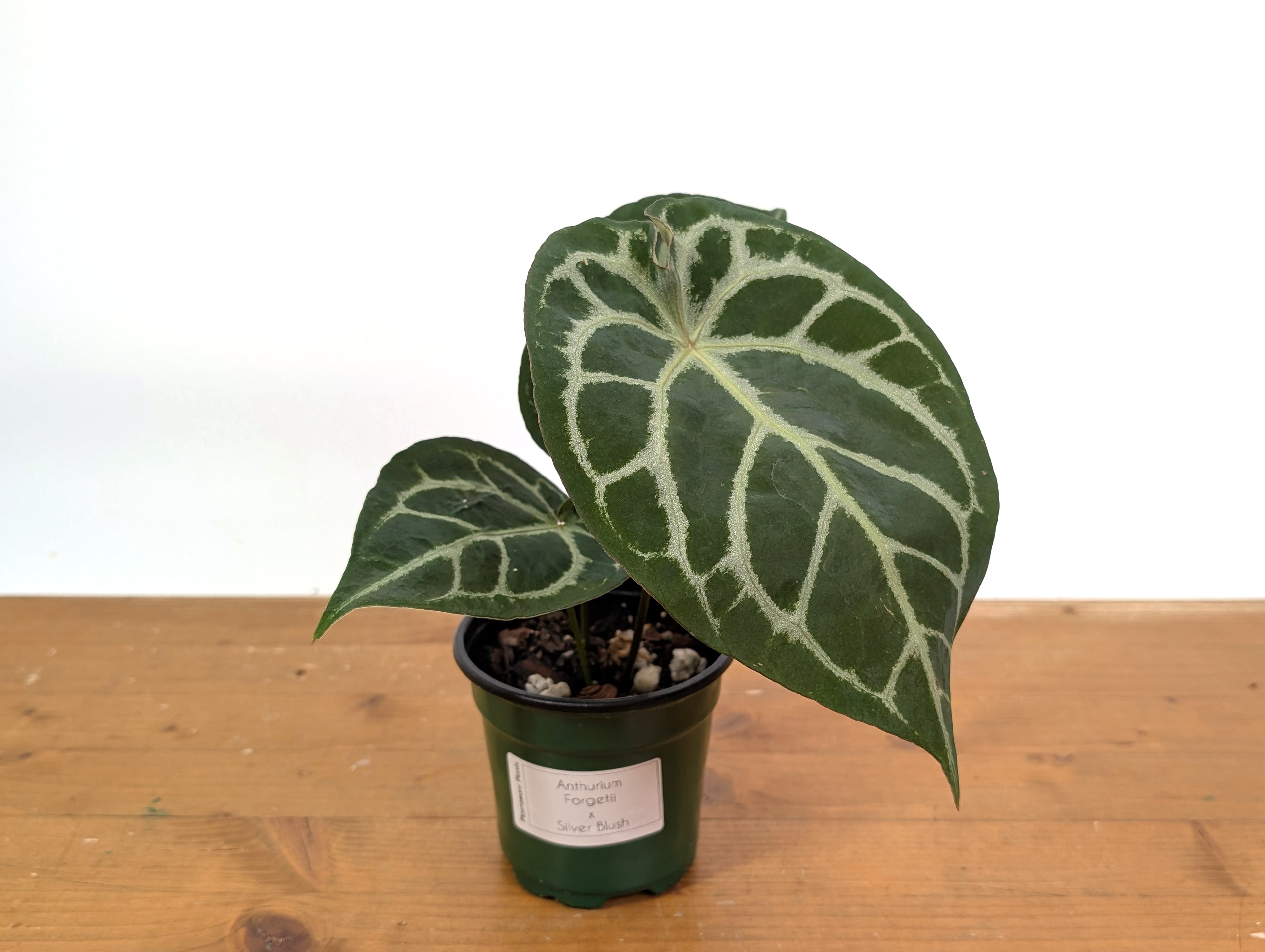 Anthurium Forgetii x Silver Blush