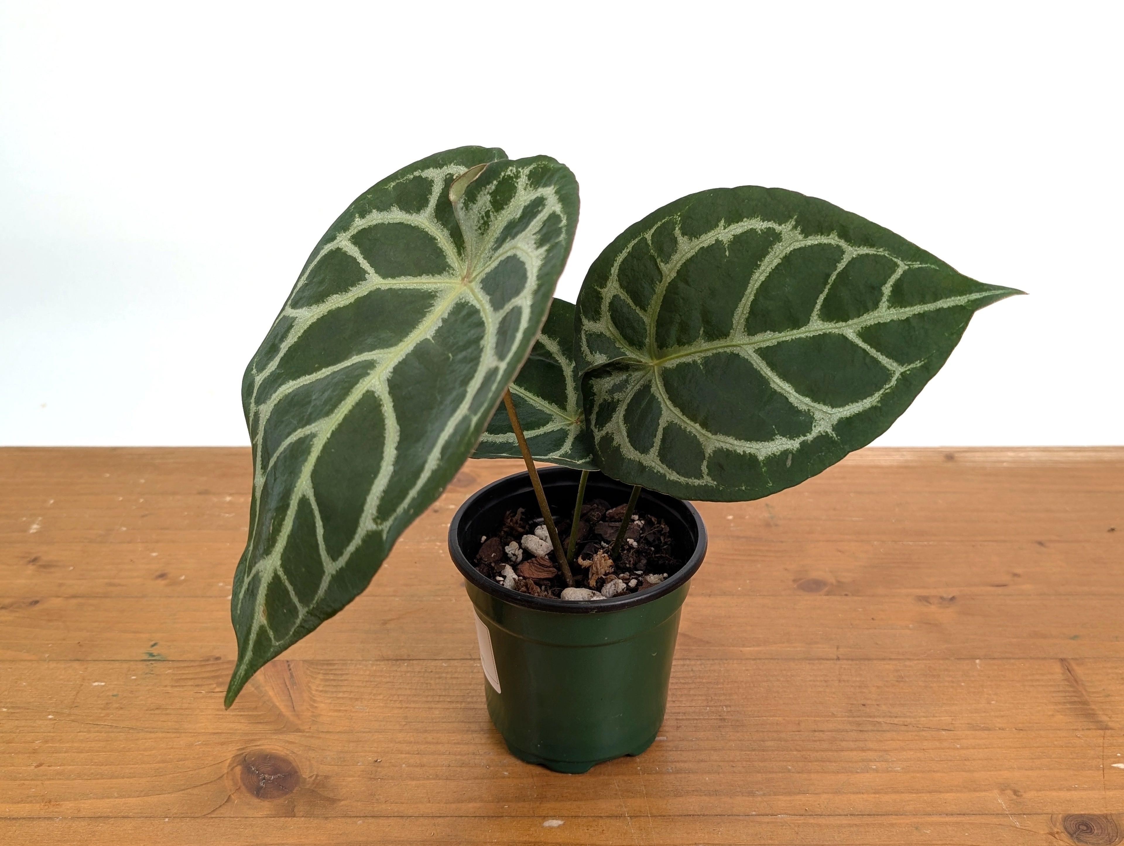 Anthurium Forgetii x Silver Blush