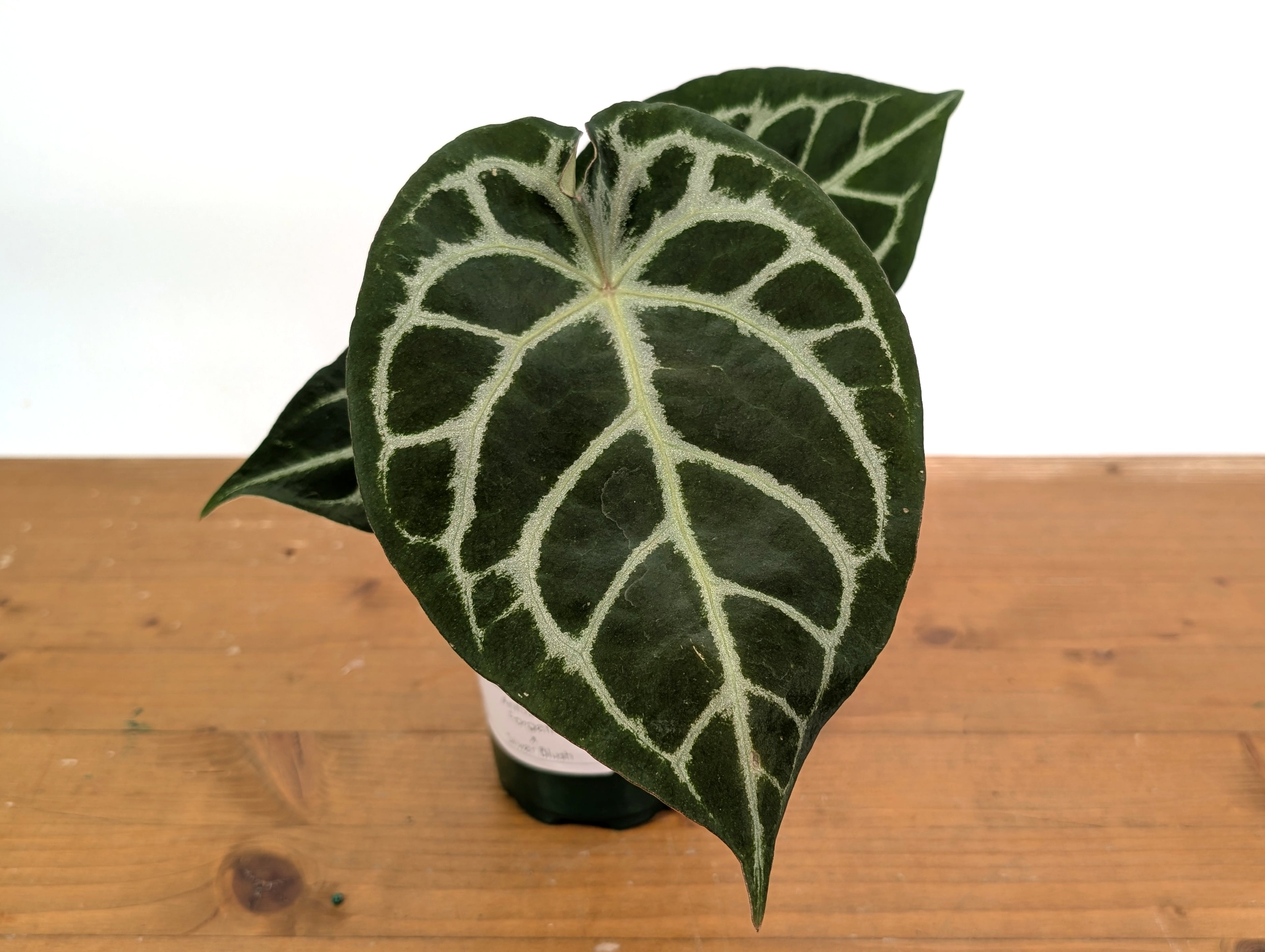 Anthurium Forgetii x Silver Blush