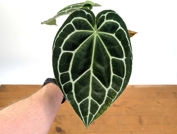Anthurium Crystallinum