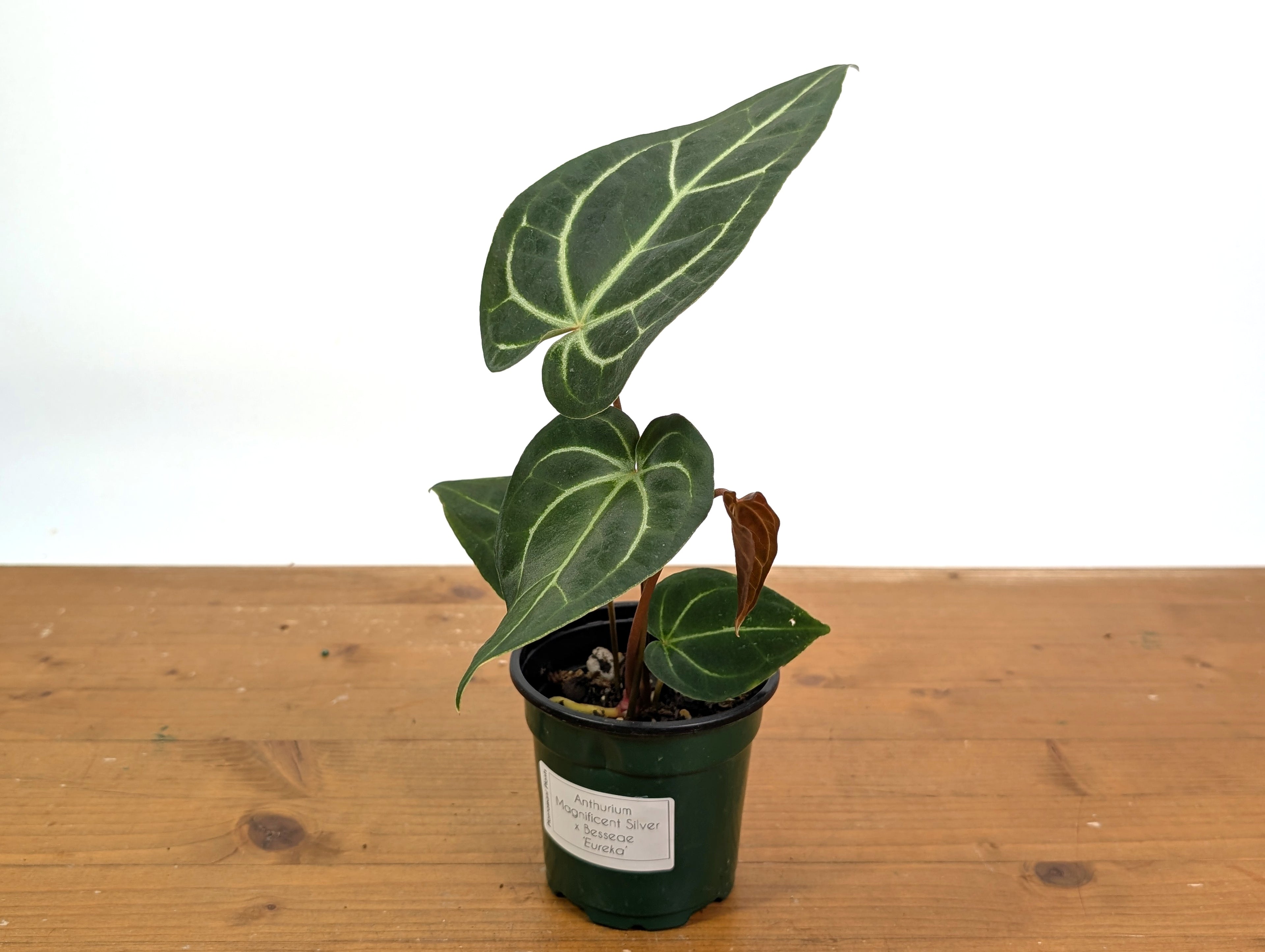 Anthurium Magnificent Silver x Besseae &