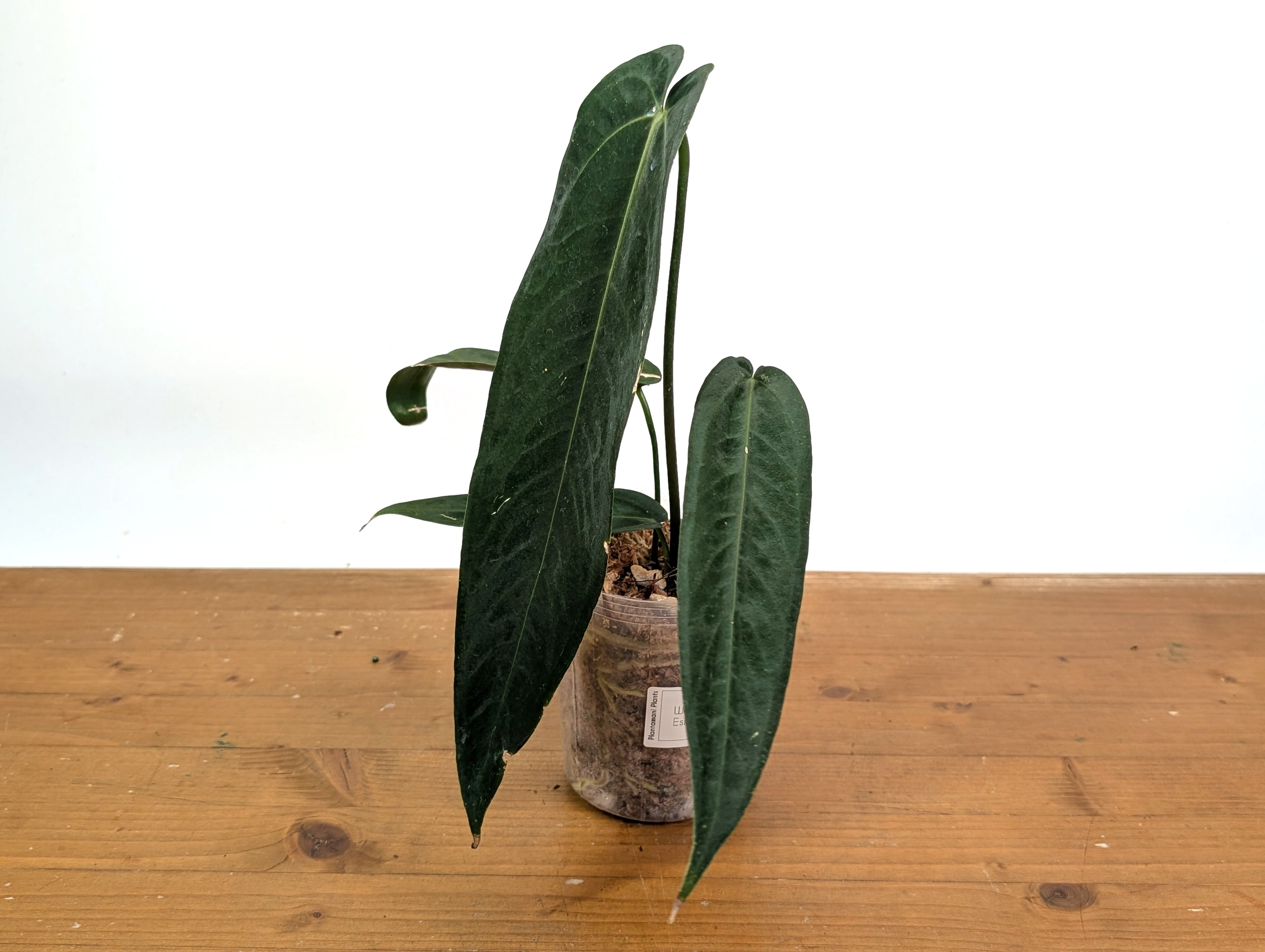 Anthurium Warocqueanum Esmeralda &