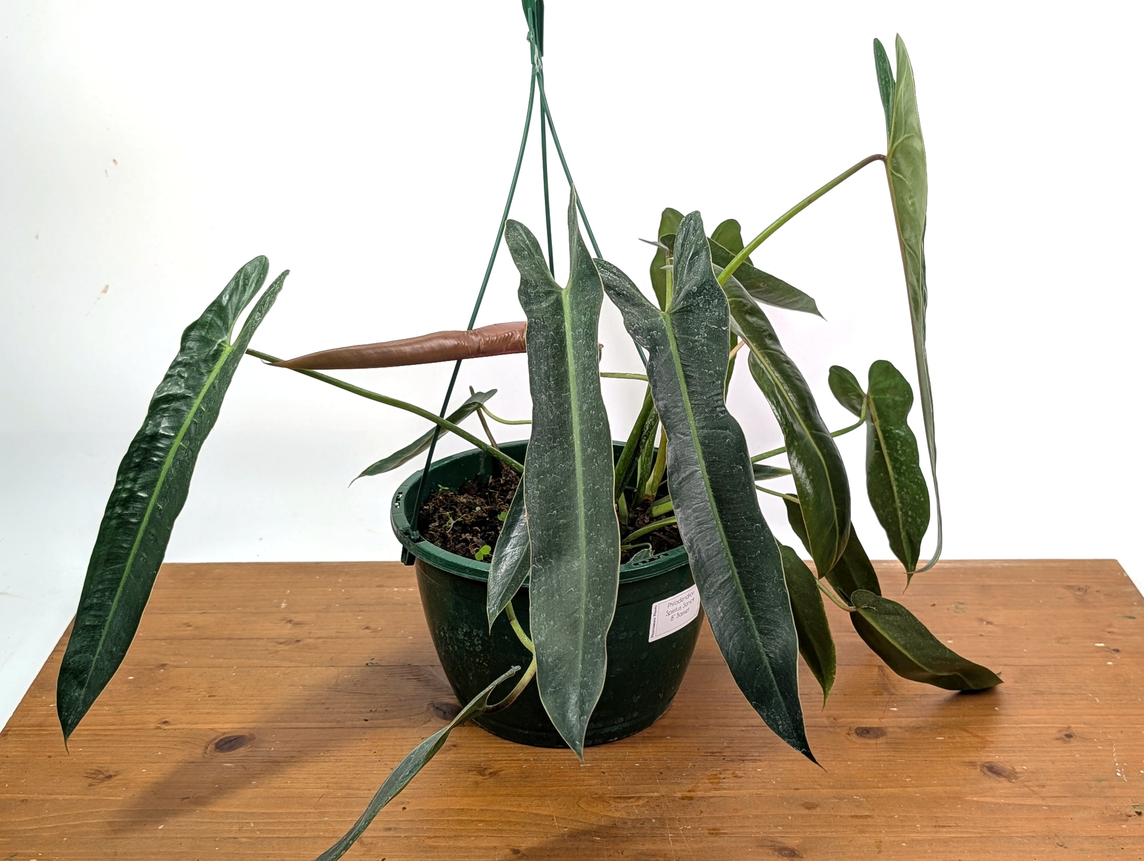 Philodendron Spiritus Sancti - Exact 8" Basket