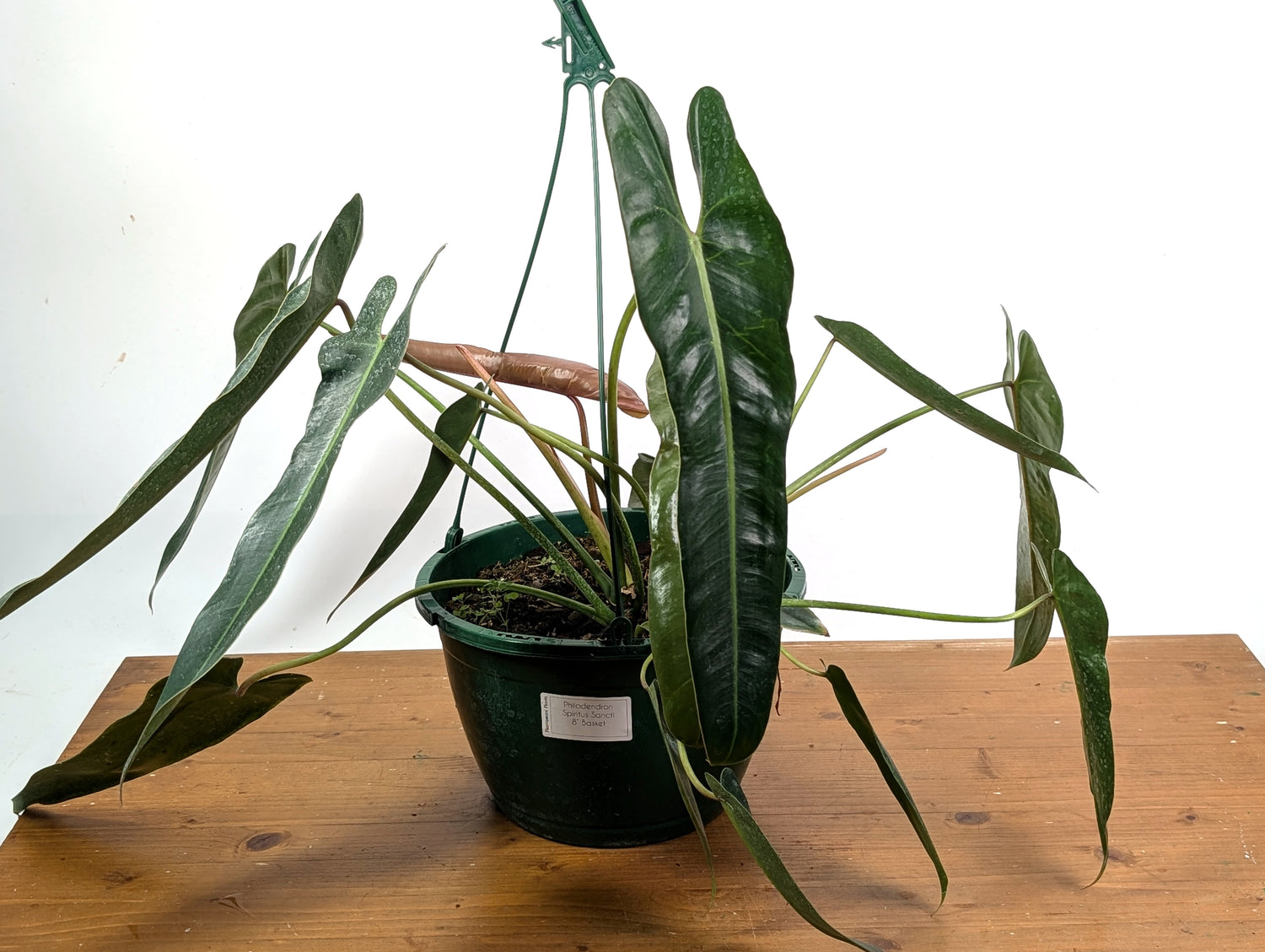 Philodendron Spiritus Sancti - Exact 8" Basket