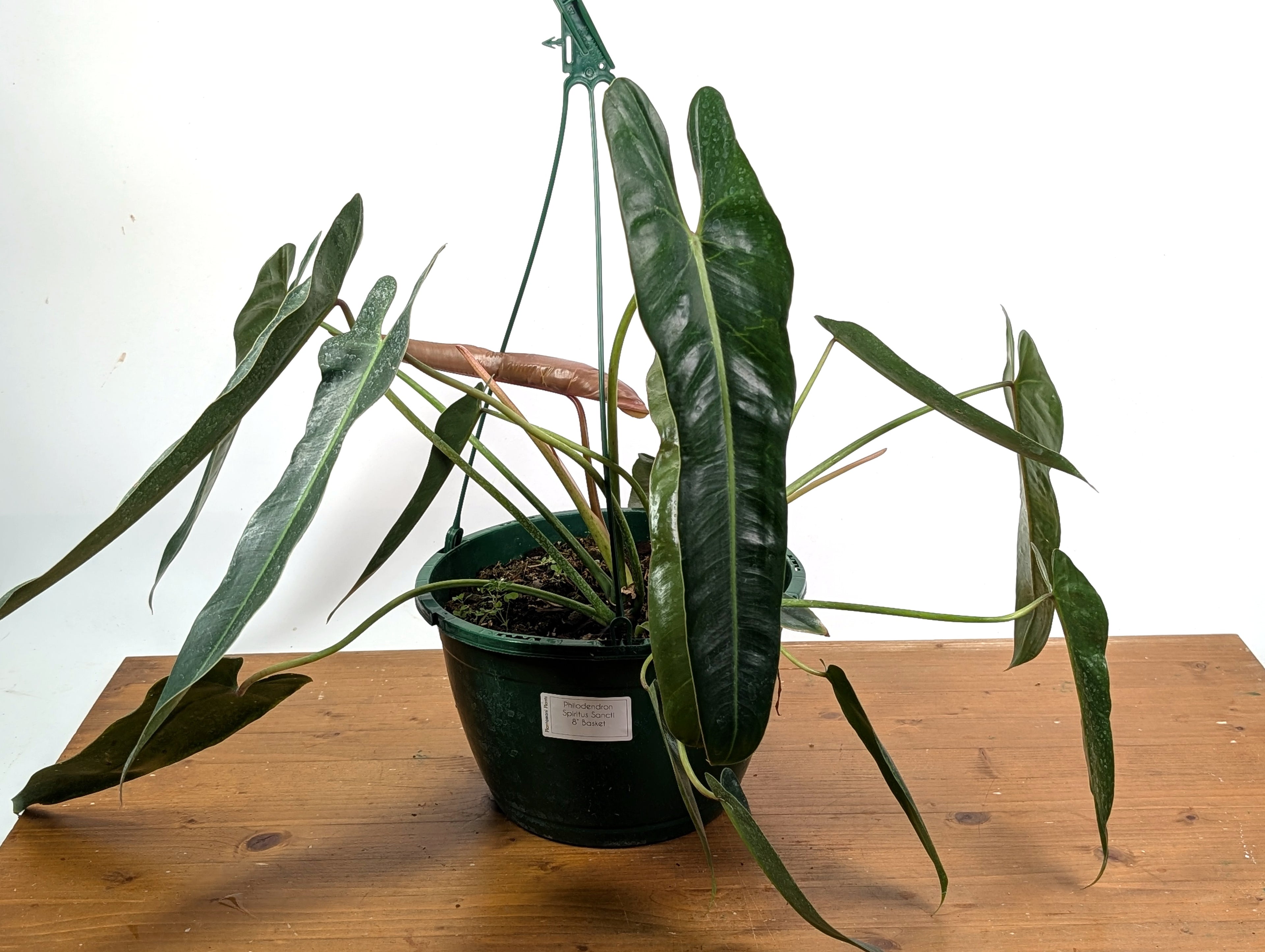 Philodendron Spiritus Sancti - Exact 8" Basket