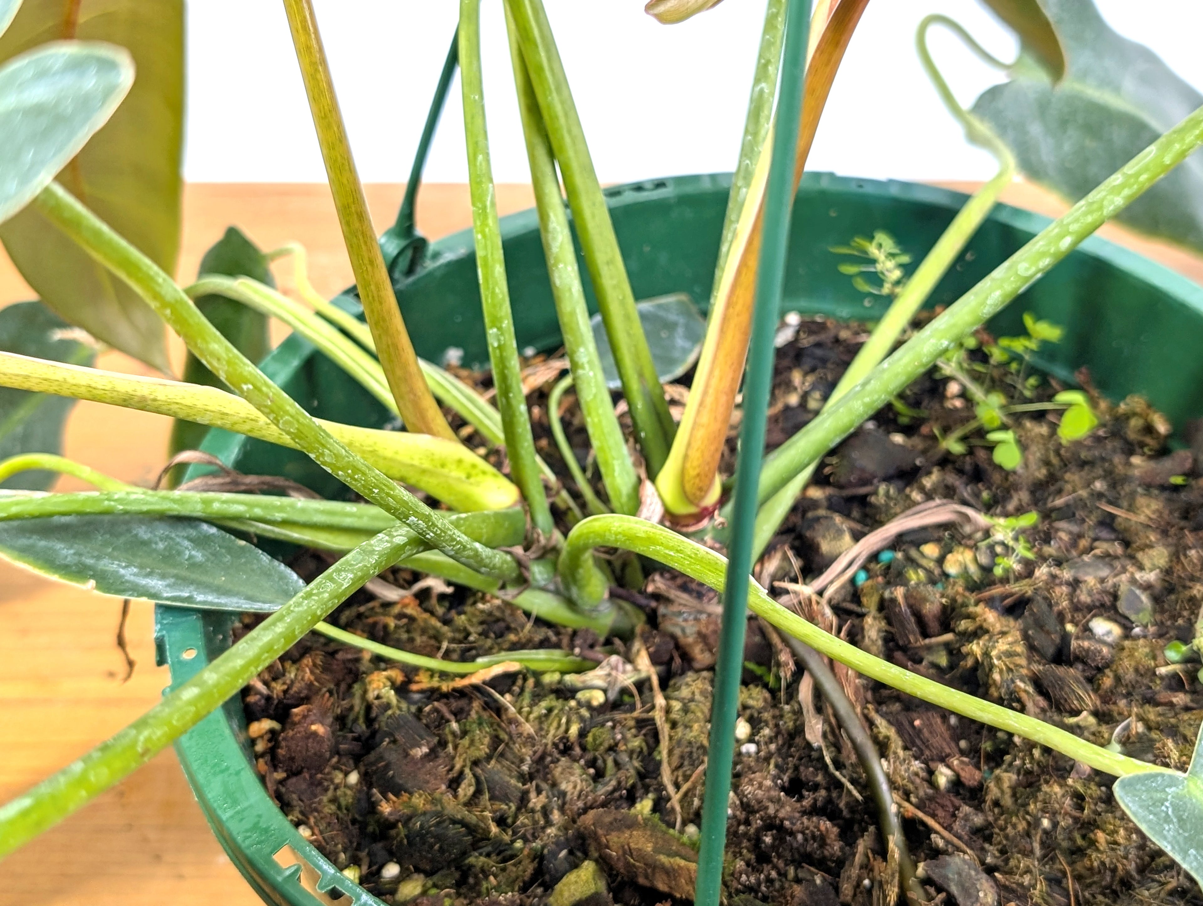 Philodendron Spiritus Sancti - Exact 8" Basket