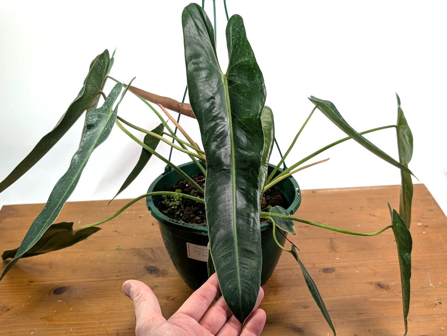 Philodendron Spiritus Sancti - Exact 8" Basket