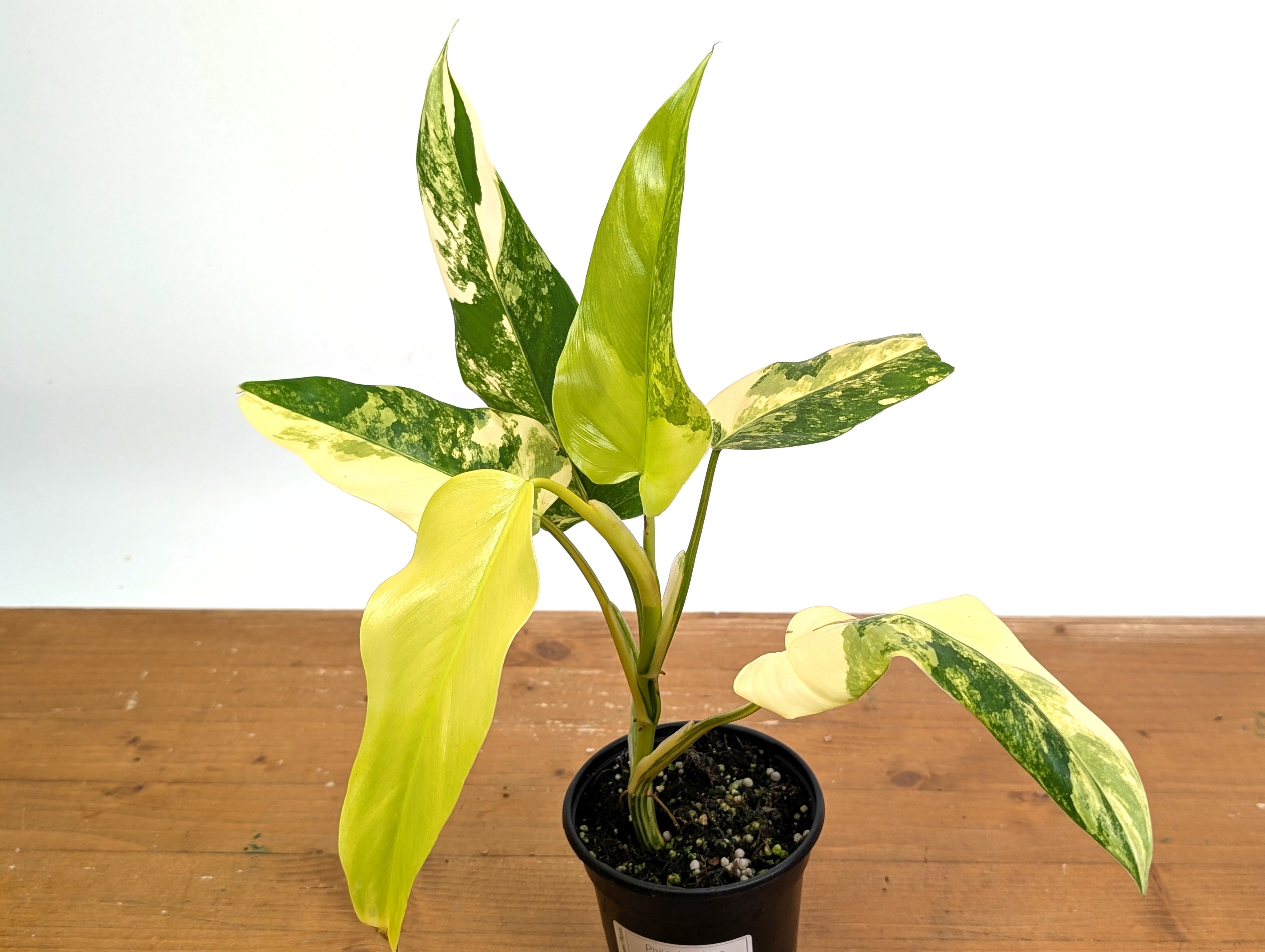 philodendron domesticum variegated for sale Philodendron Mango Shake (Domesticum Variegated) – Plantamani Plants