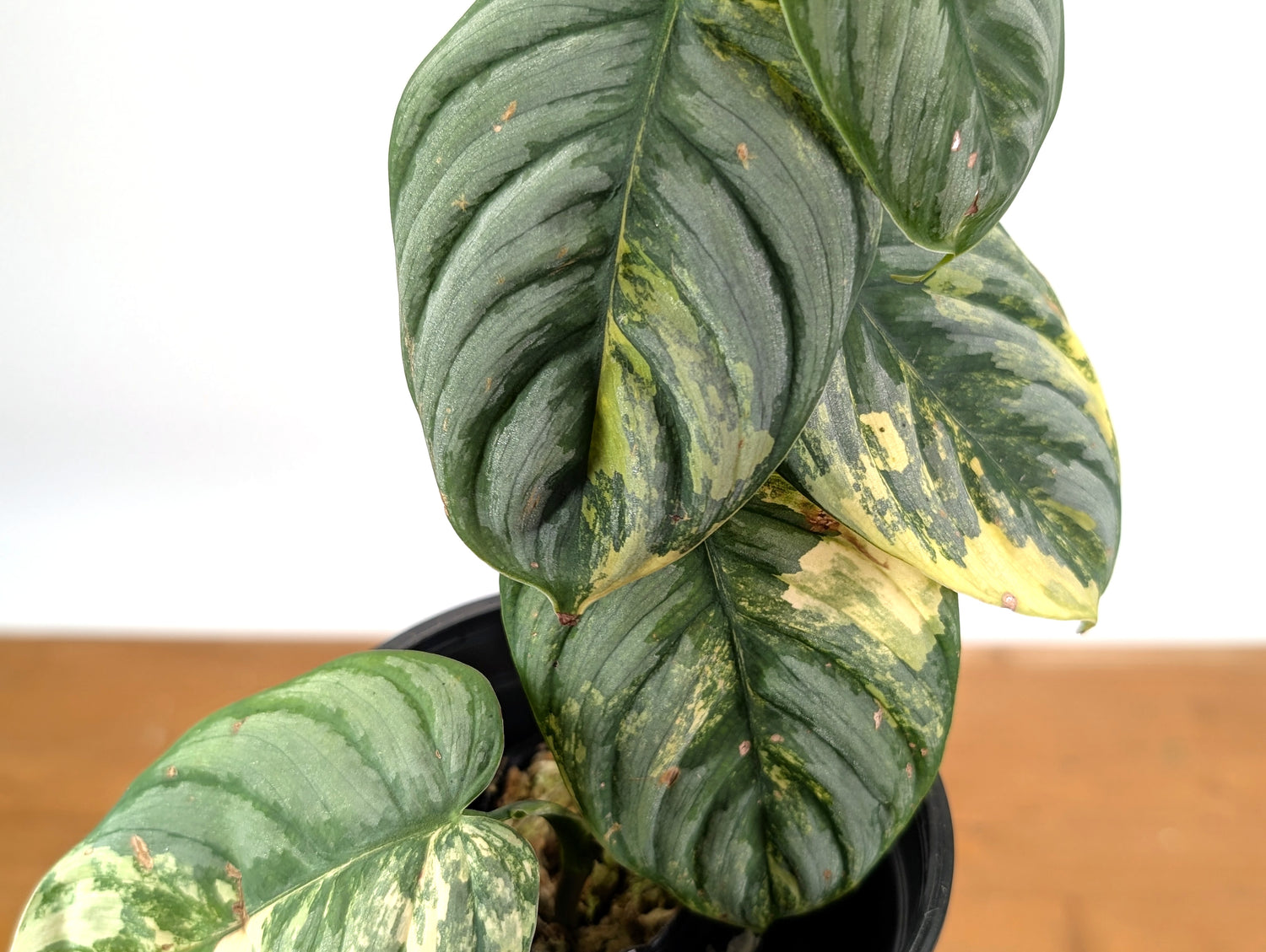 Philodendron Brandtianum Variegated - Exact Plant