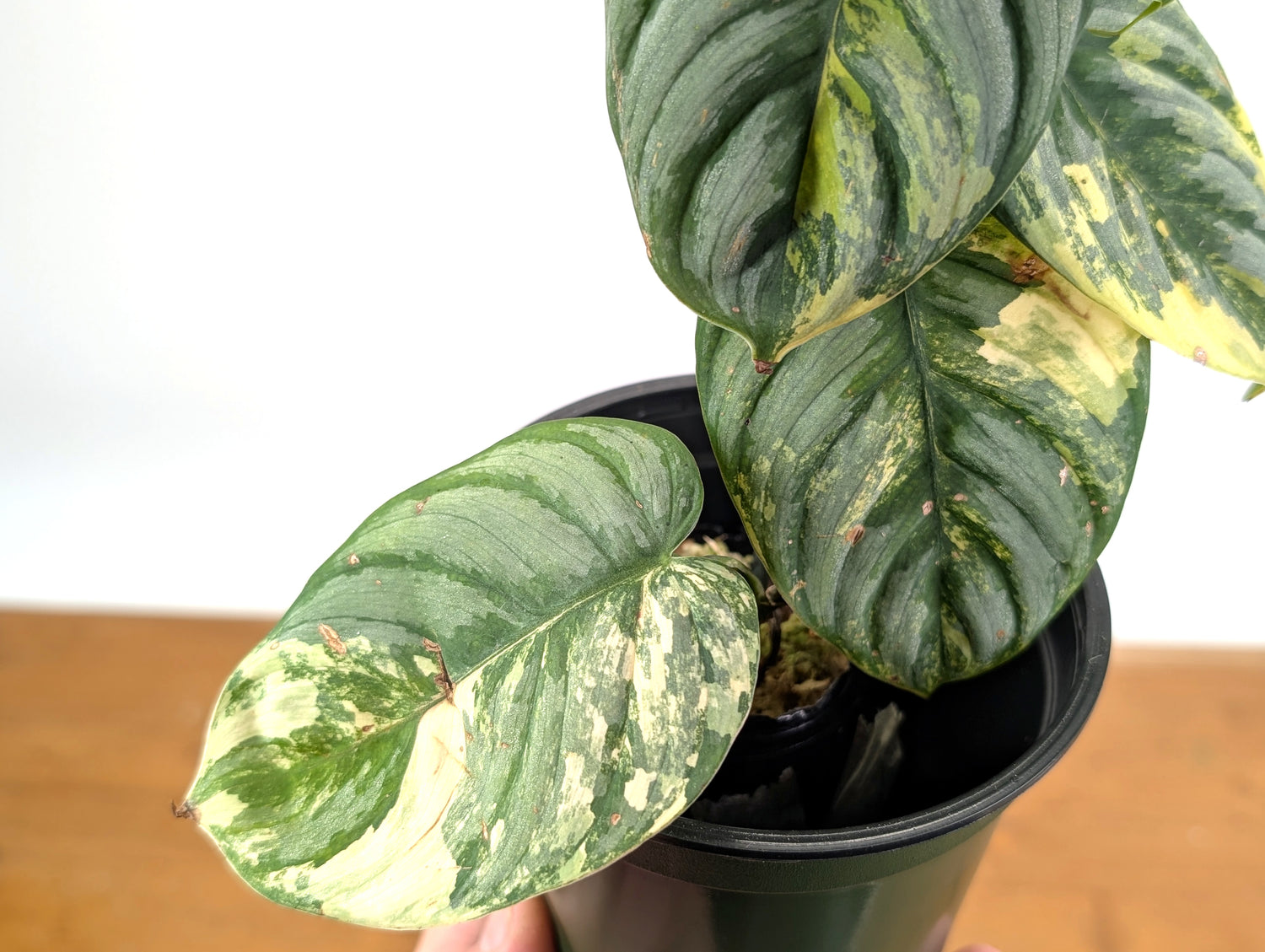 Philodendron Brandtianum Variegated - Exact Plant