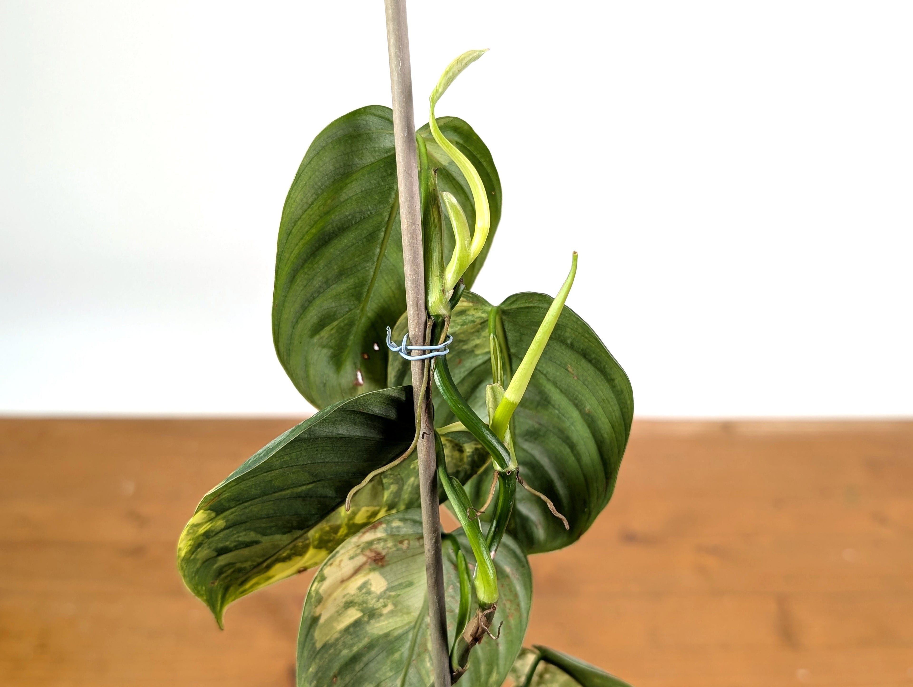 Philodendron Brandtianum Variegated - Exact Plant
