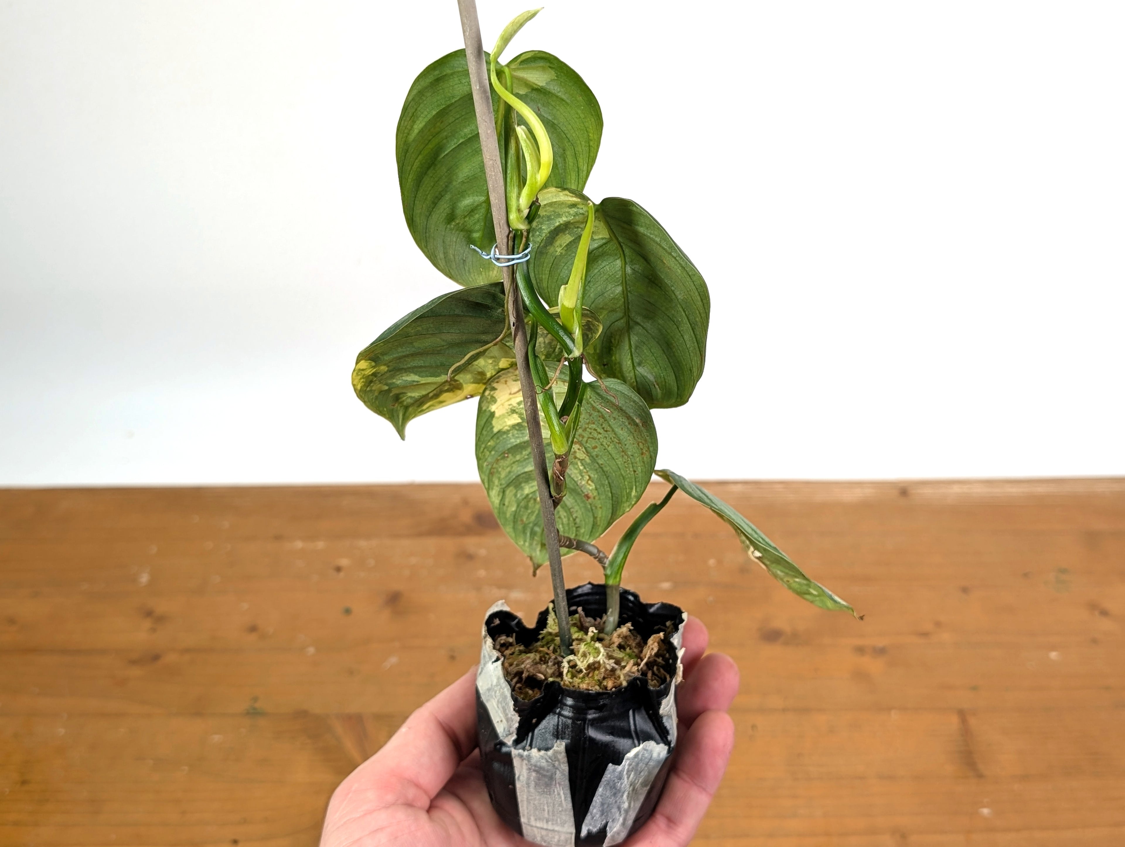 Philodendron Brandtianum Variegated - Exact Plant