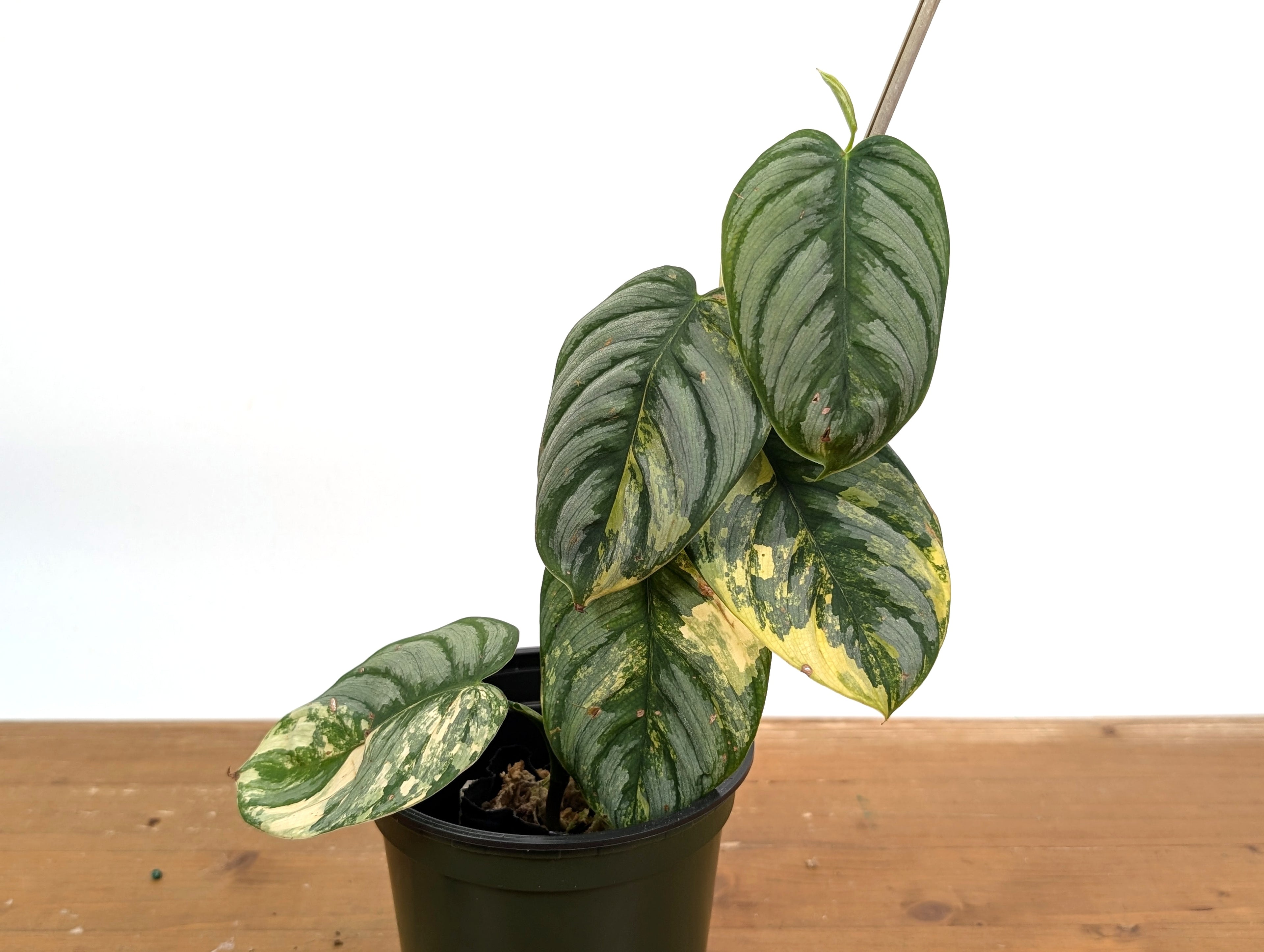 Philodendron Brandtianum Variegated - Exact Plant