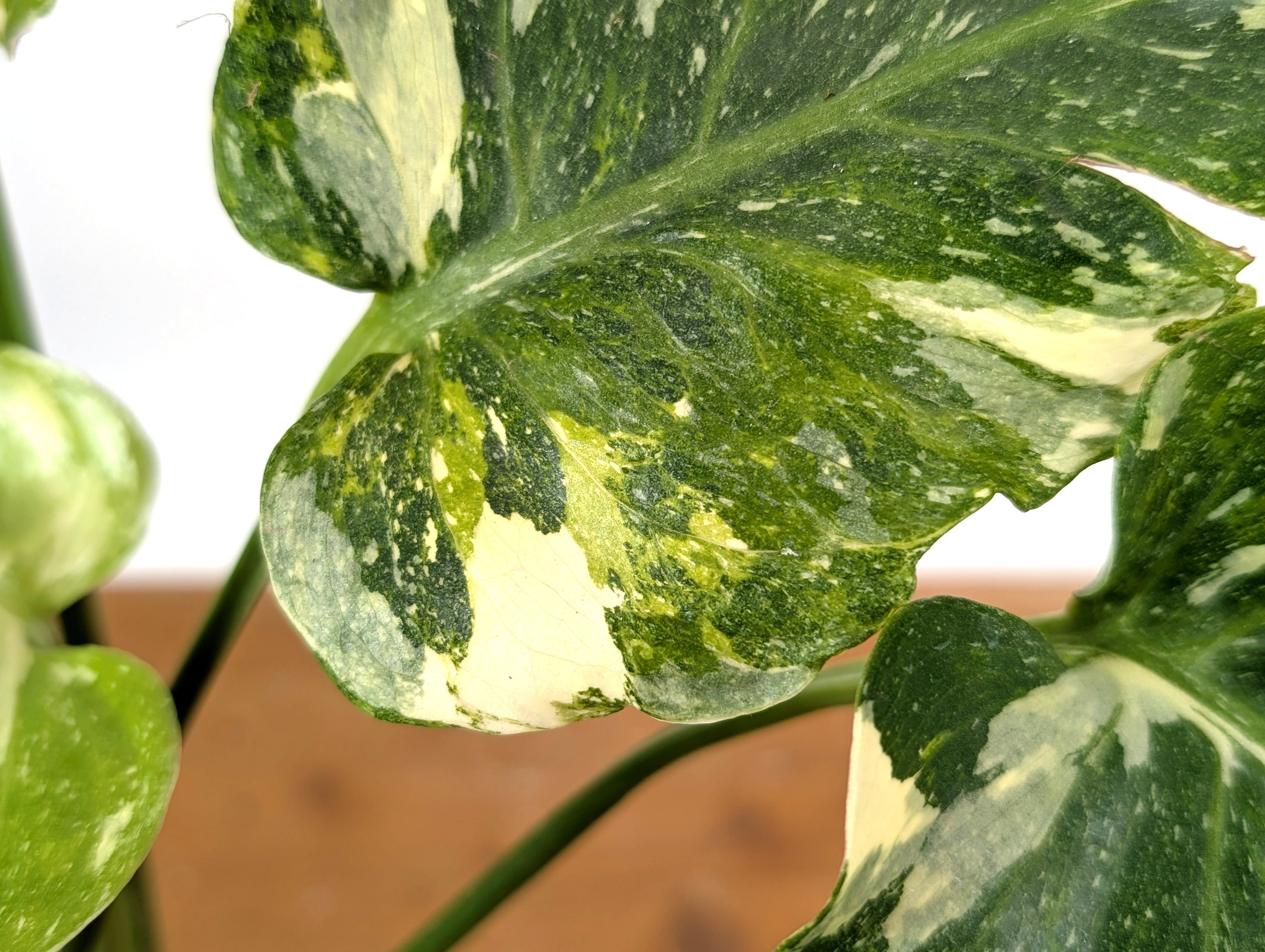 Monstera Thai Constellation Mutant Tricolor Expression Ruffled Leaves Exact Plant